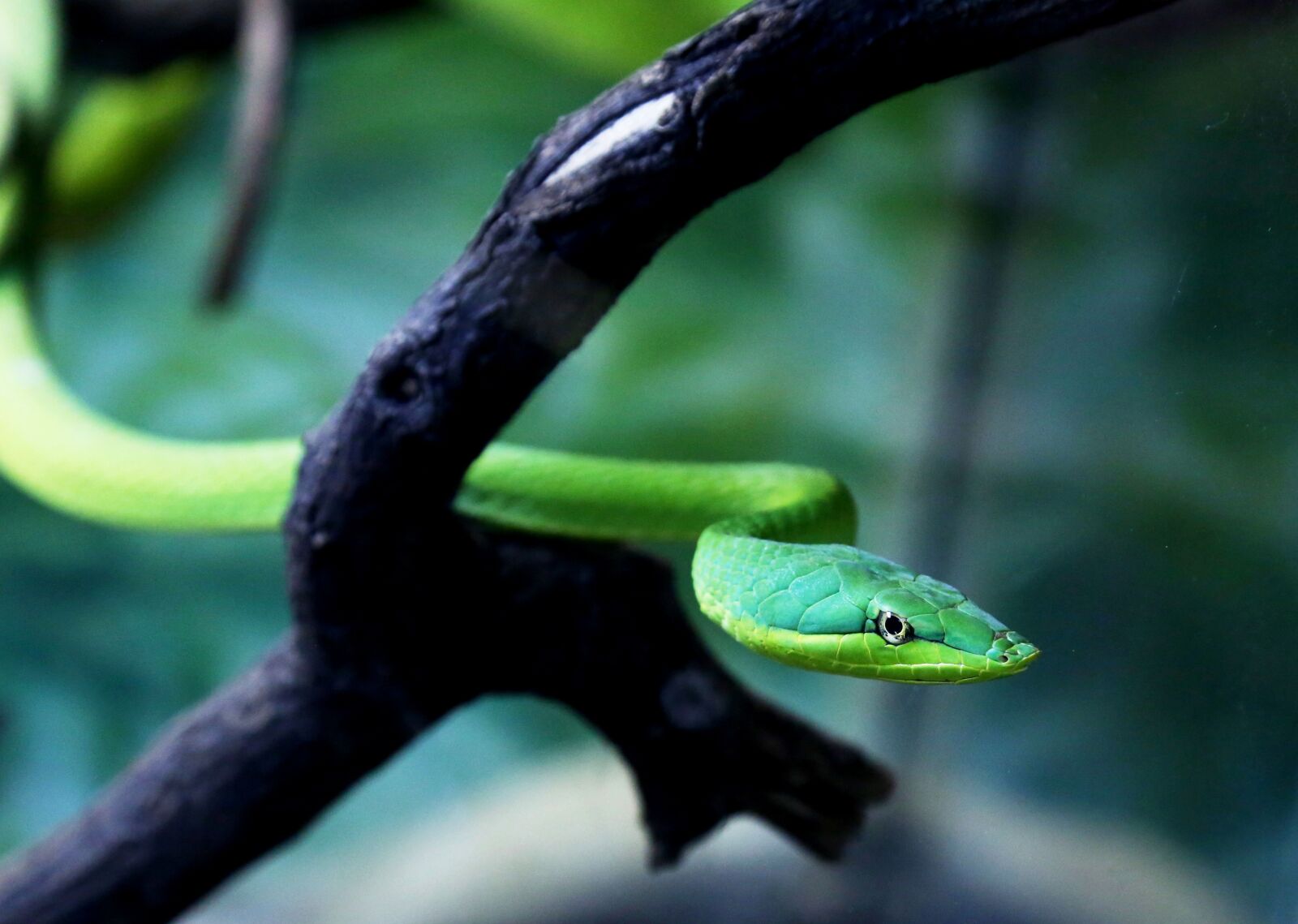 Canon EOS 5D Mark III sample photo. Cobra verde on the photography