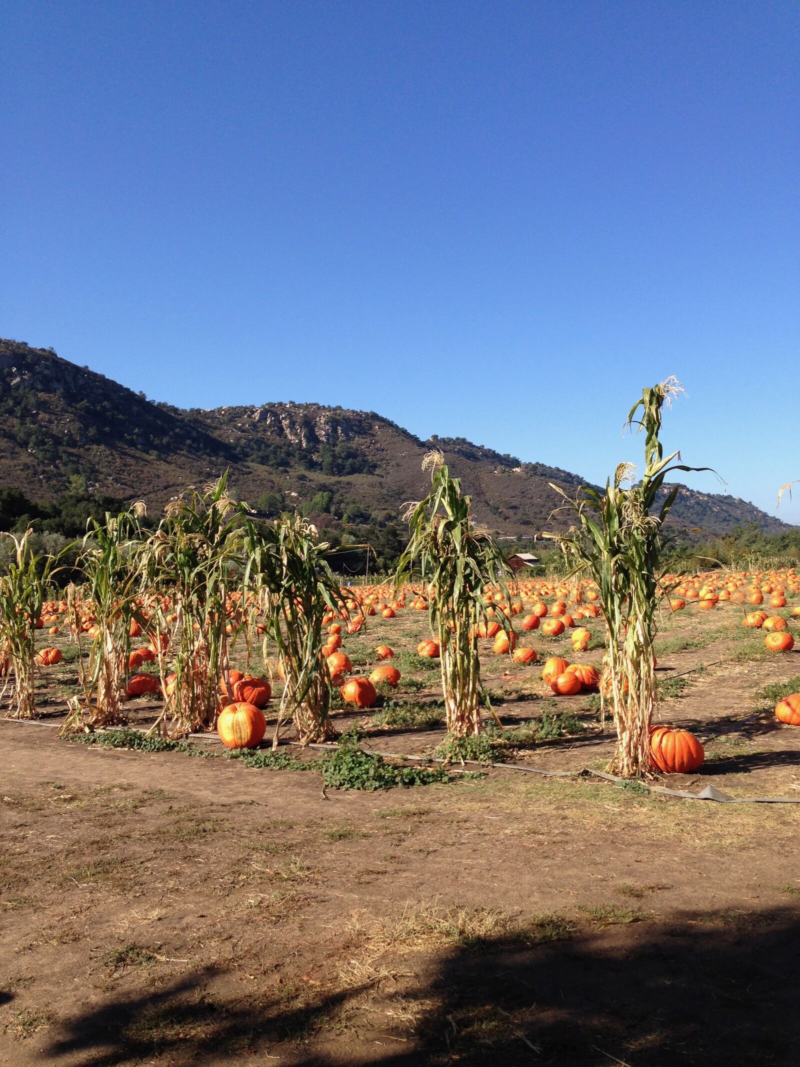 iPhone 5 back camera 4.12mm f/2.4 sample photo. Pumpkin, pumpkins, pumpkin patch photography
