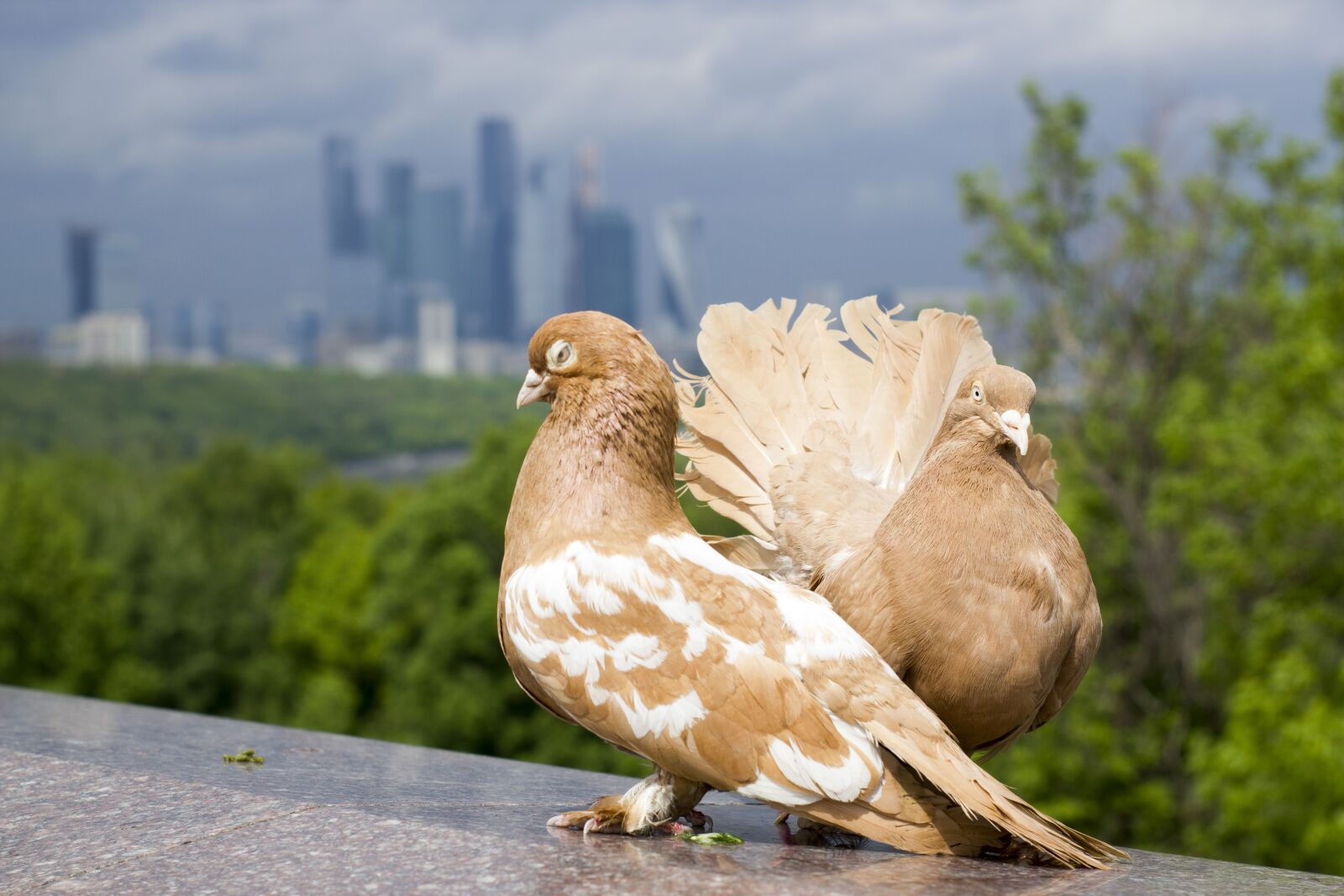 Canon EOS 550D (EOS Rebel T2i / EOS Kiss X4) sample photo. Pigeons, moscow city, megalopolis photography