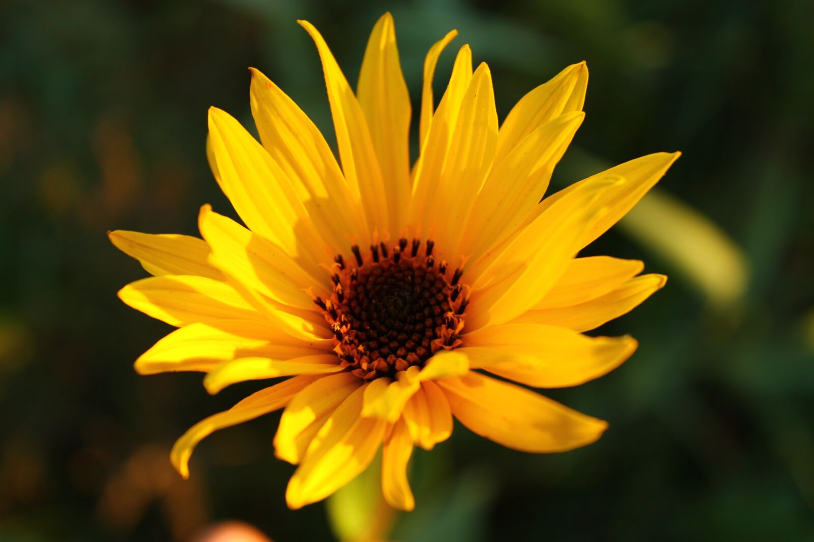 Canon EOS 1100D (EOS Rebel T3 / EOS Kiss X50) sample photo. Nature, flower, yellow photography