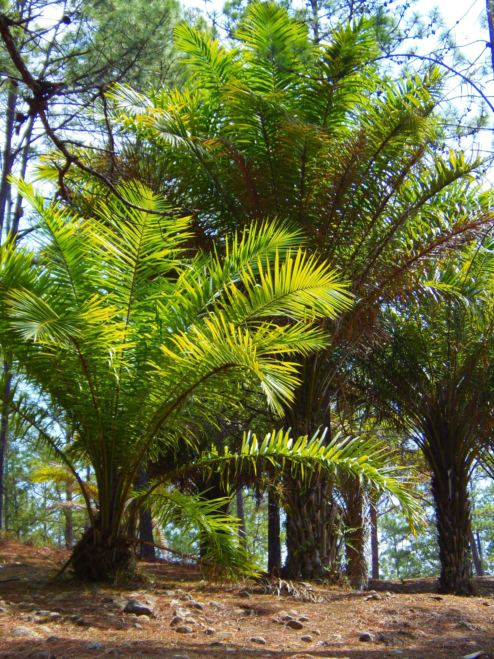Olympus SP-810UZ sample photo. Palm trees, forest, honduras photography