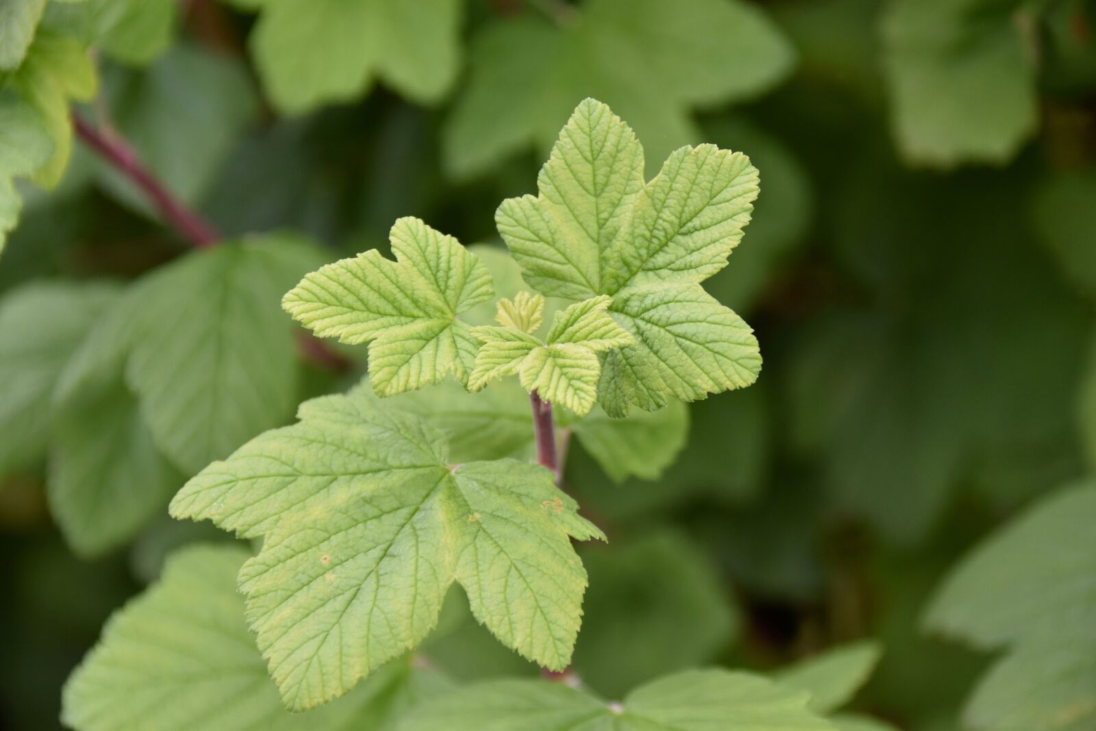 Nikon D5600 sample photo. Leaves, leaves of currant photography