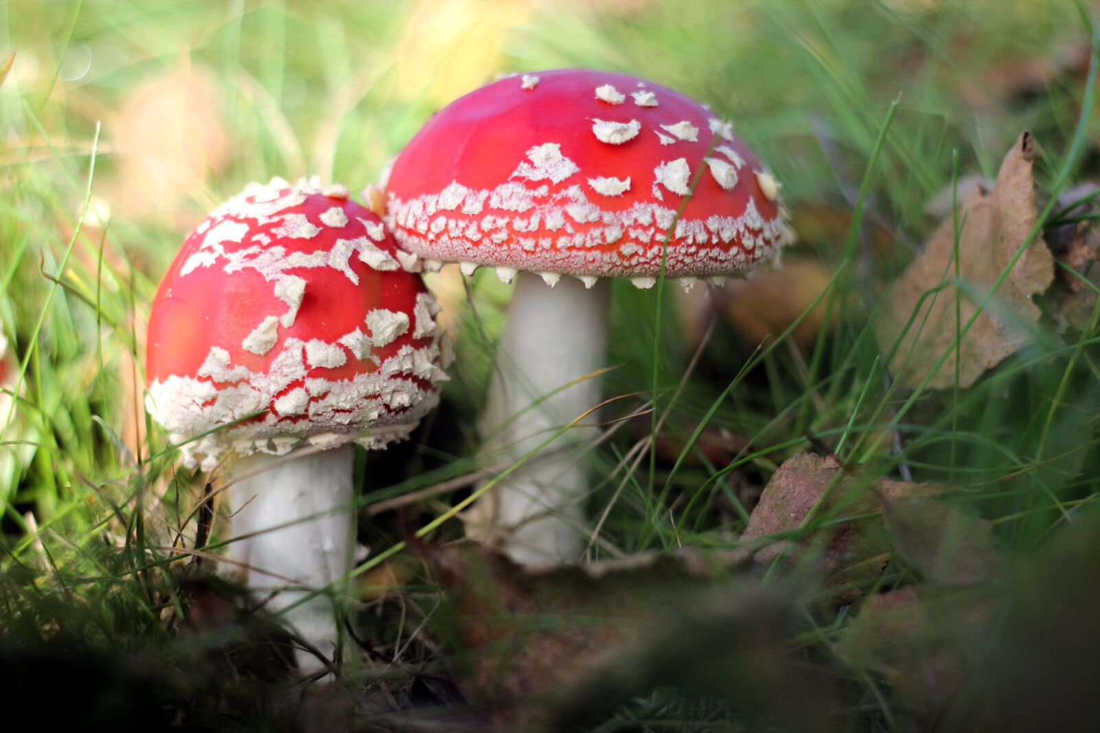 Canon EOS 600D (Rebel EOS T3i / EOS Kiss X5) + Canon EF 50mm F1.8 II sample photo. Toadstool, fungus, two photography