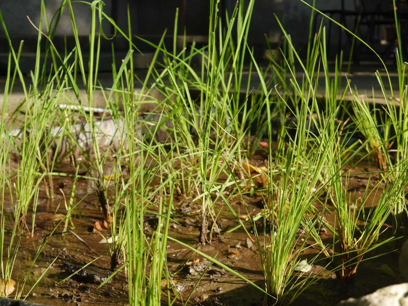 Panasonic Lumix DMC-GF6 sample photo. Plant, in rice field photography