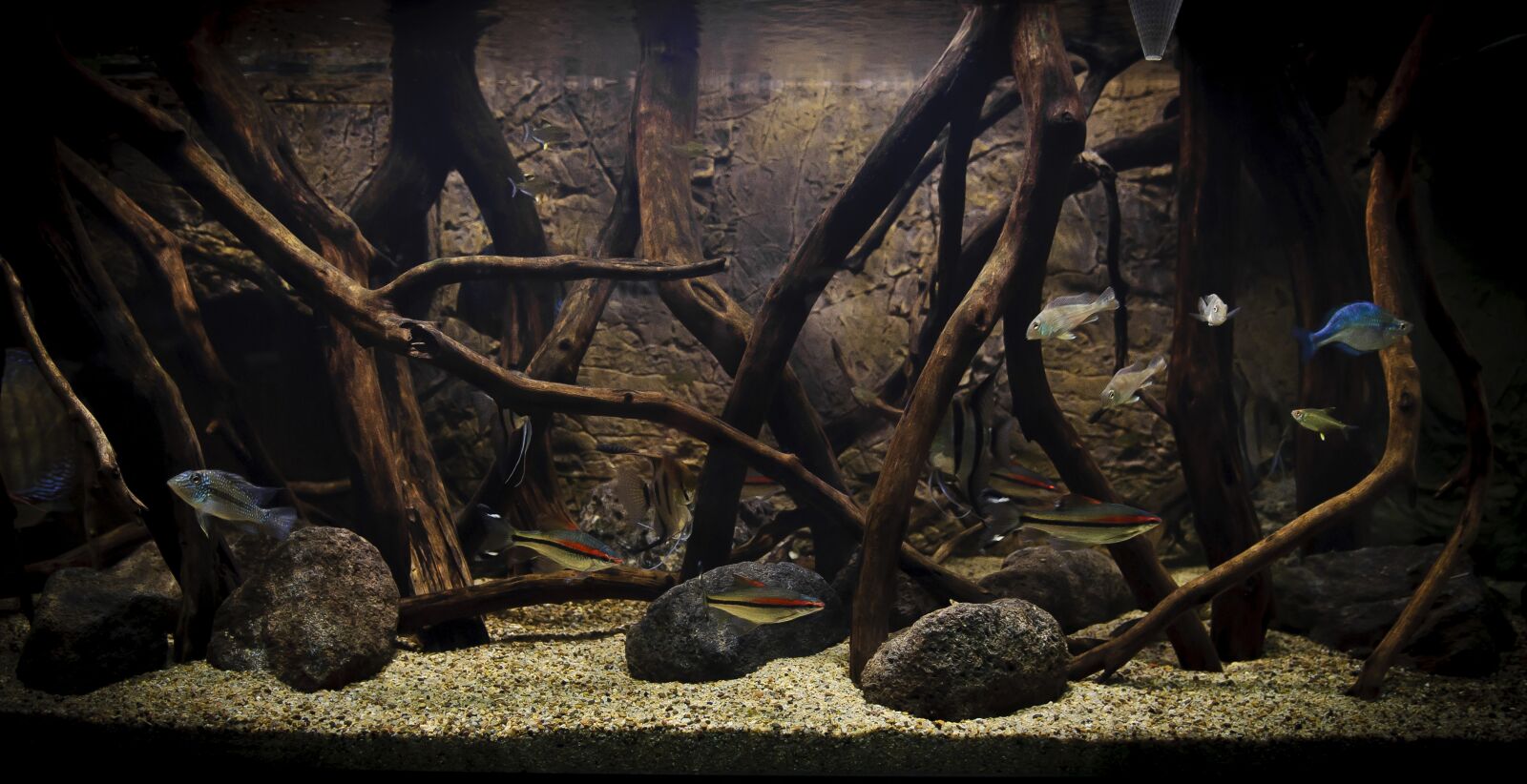 Nikon D90 sample photo. Aquarius, fish, fishkeeping photography