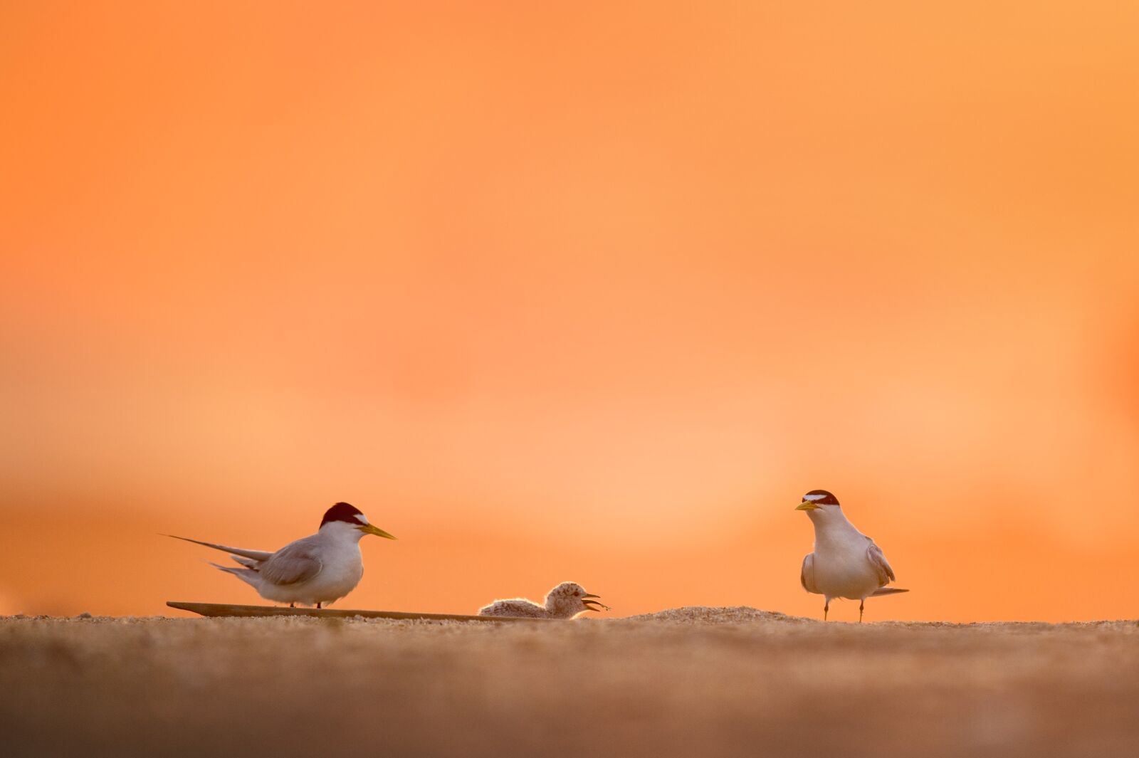 Nikon D4S sample photo. Animal, avian, beach photography