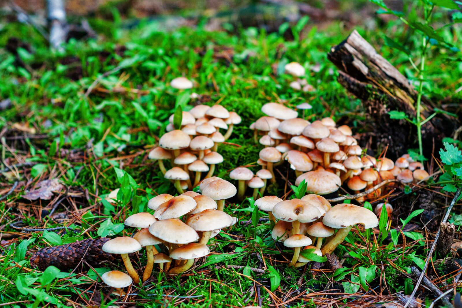 Nikon D300S sample photo. Mushroom, autumn, forest photography