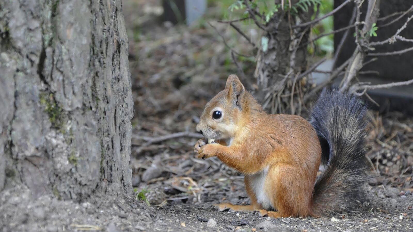 Nikon D90 sample photo. The squirrel, eating, nature photography