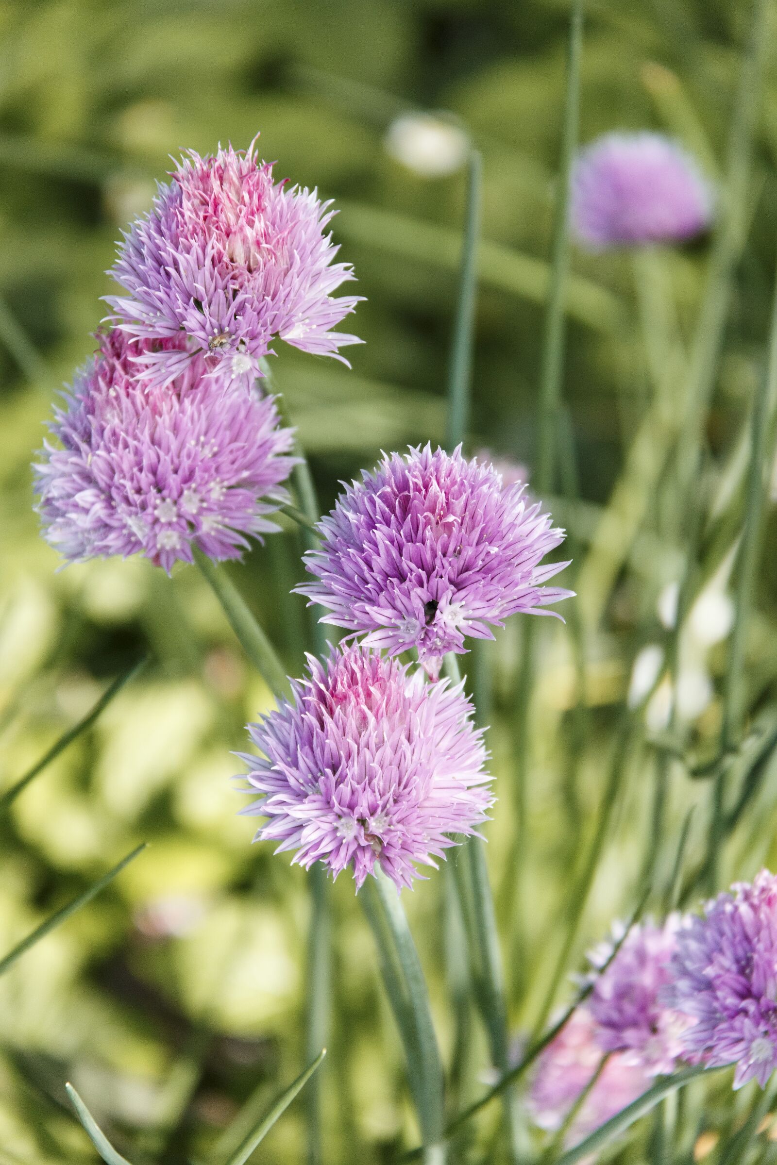 Canon EF-S 18-200mm F3.5-5.6 IS sample photo. Flowers, plant, chives photography