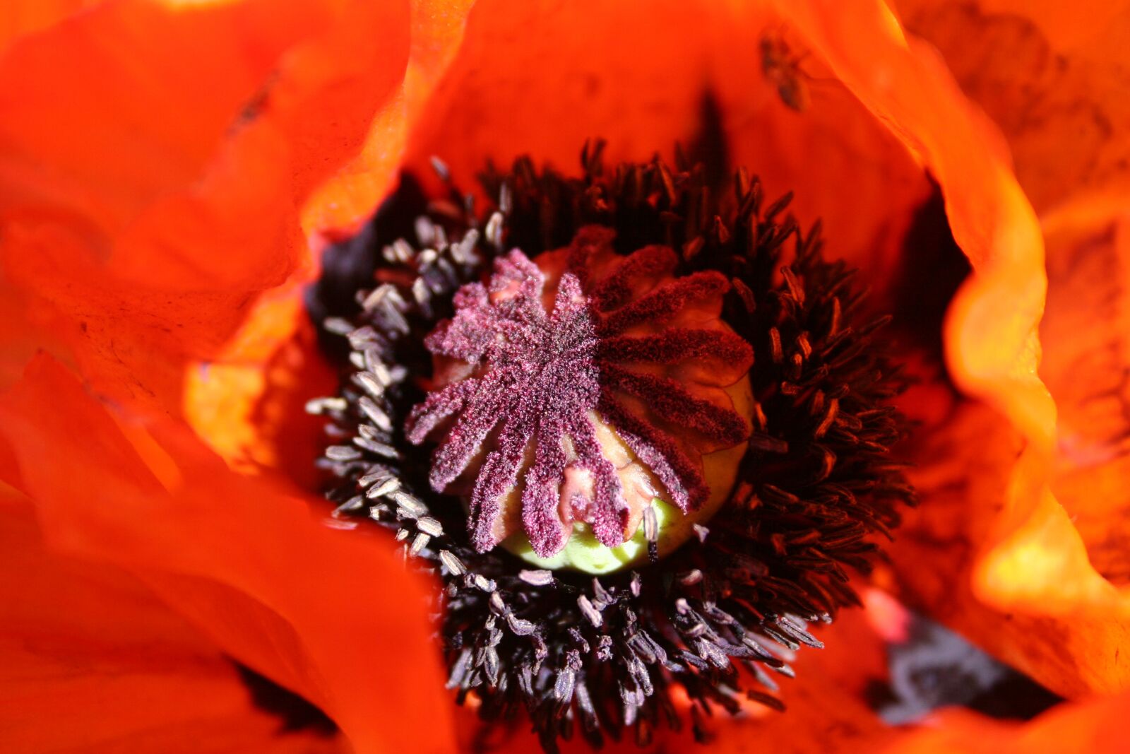 Canon EOS 20D sample photo. Mack, flowers, nature photography