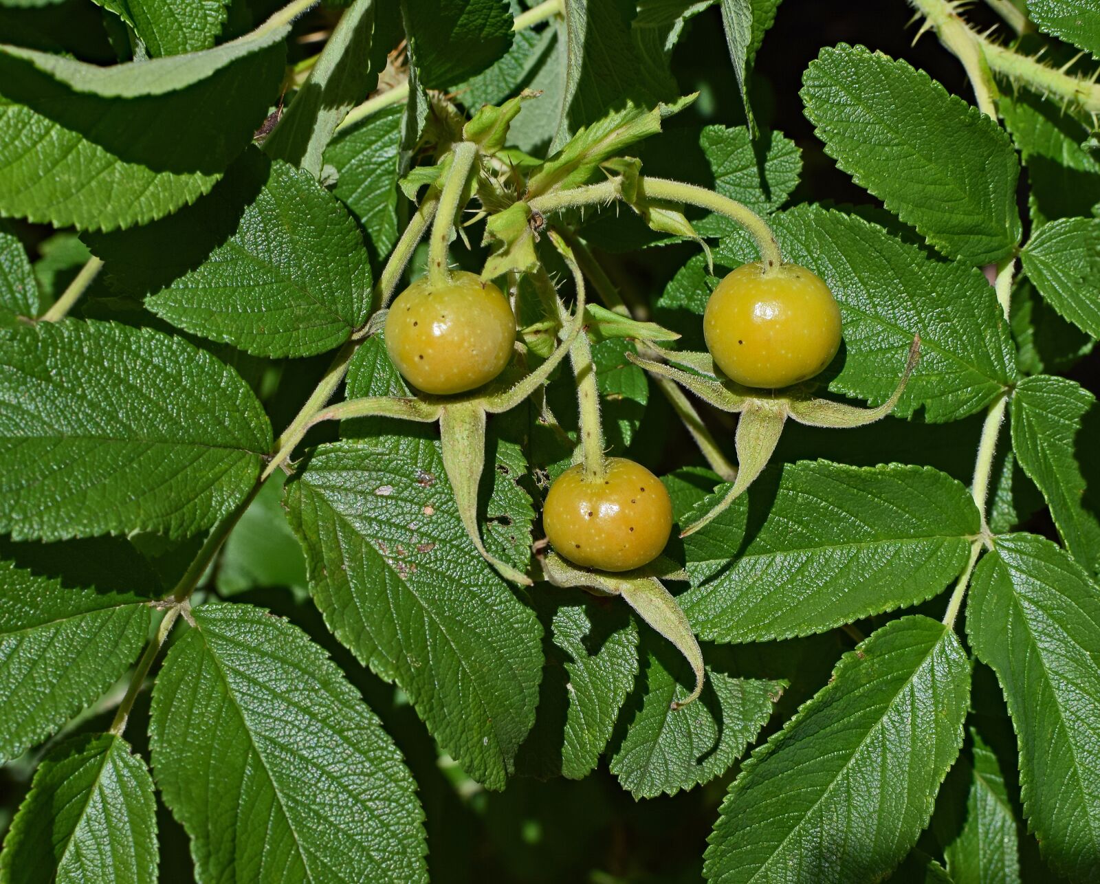 Nikon D3300 sample photo. Ripening rose hips, rose photography