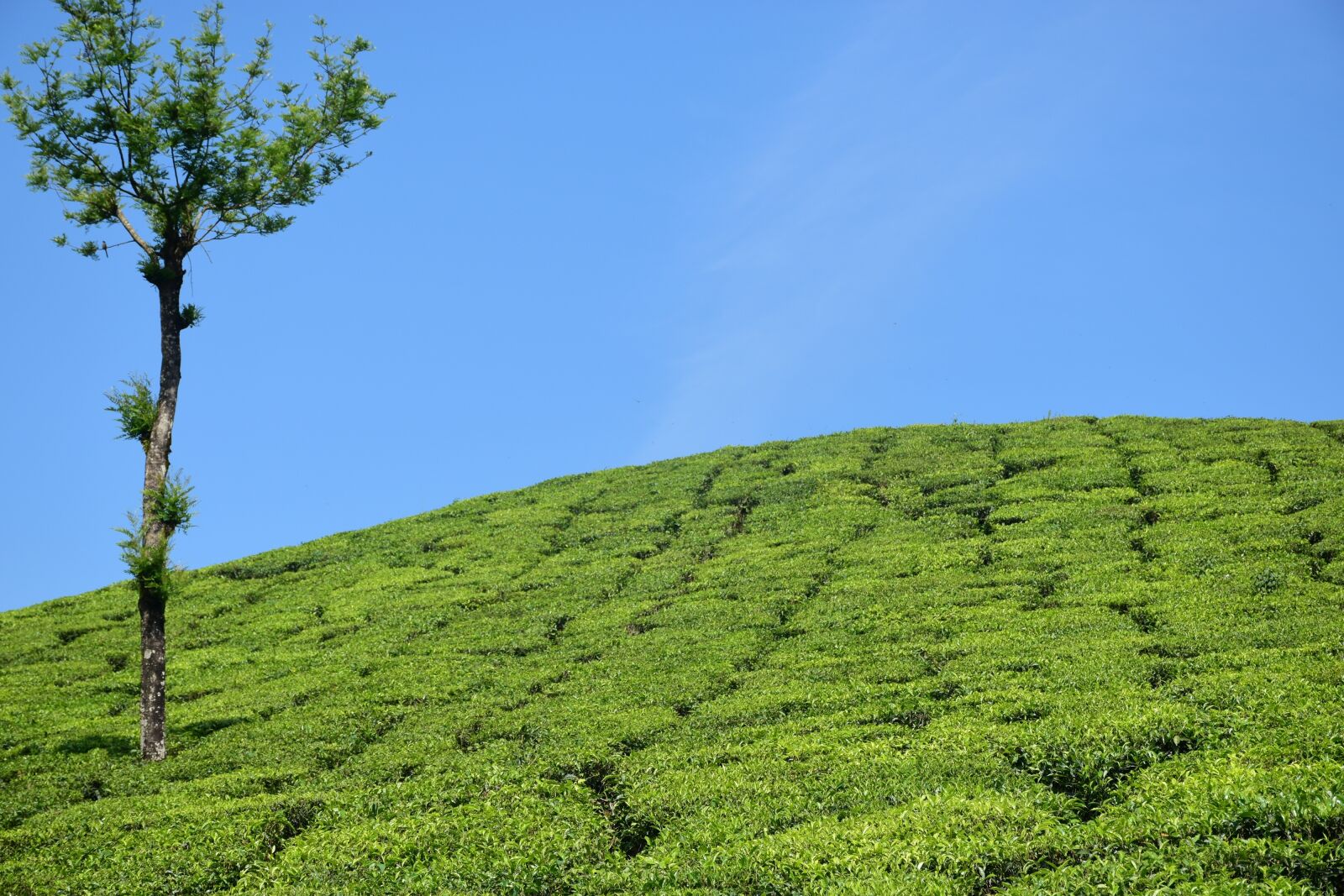 Nikon D5500 sample photo. Tea garden, tea plantation photography