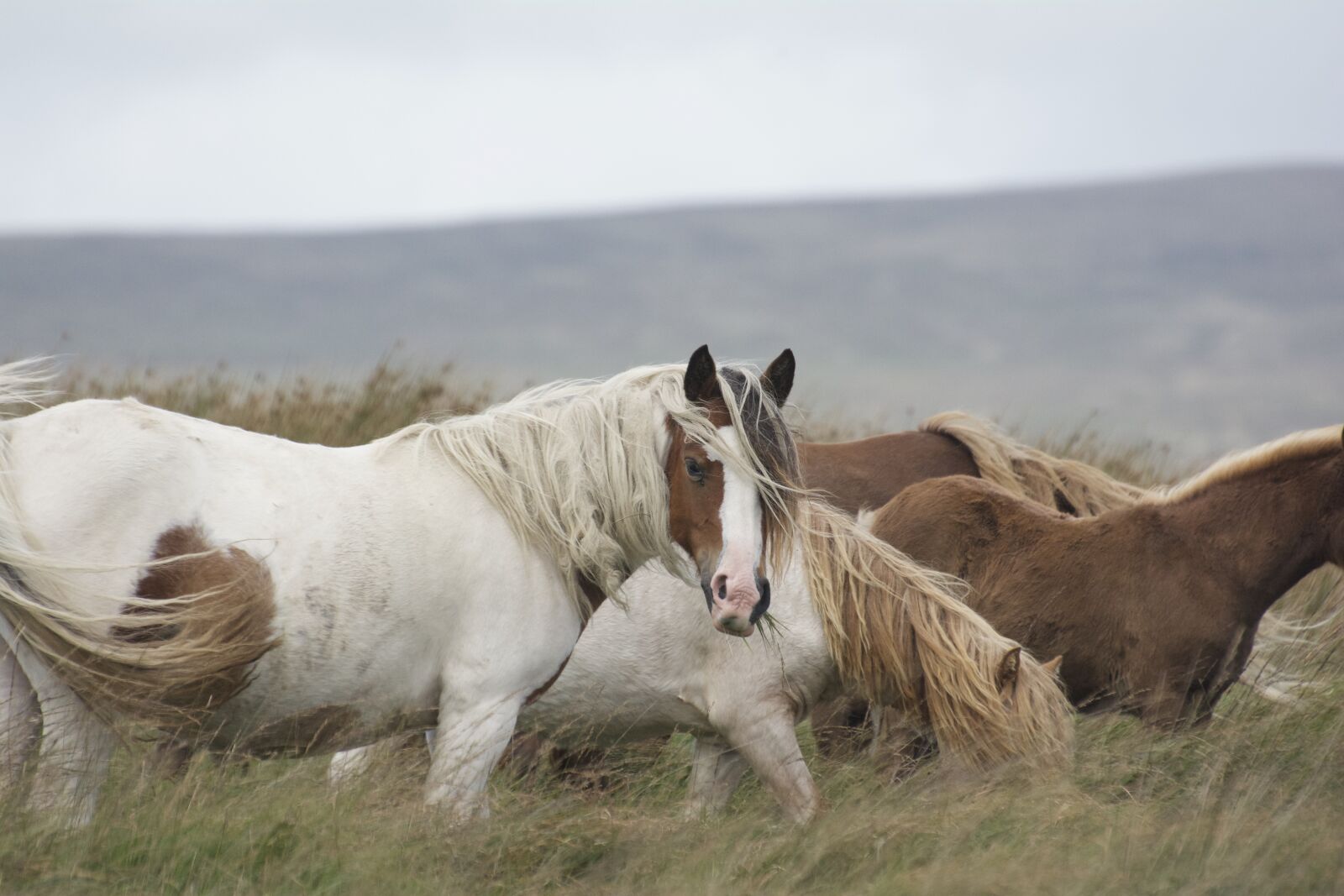 Nikon D7100 sample photo. Horse, pony, mane photography