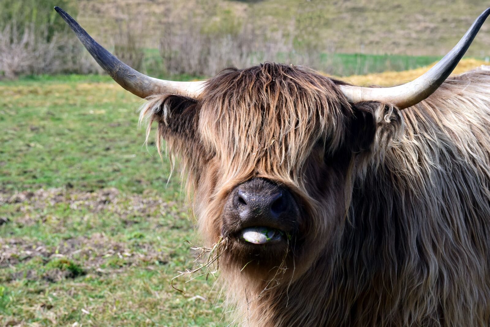 Nikon D3300 sample photo. Galloway, highland beef, scottish photography