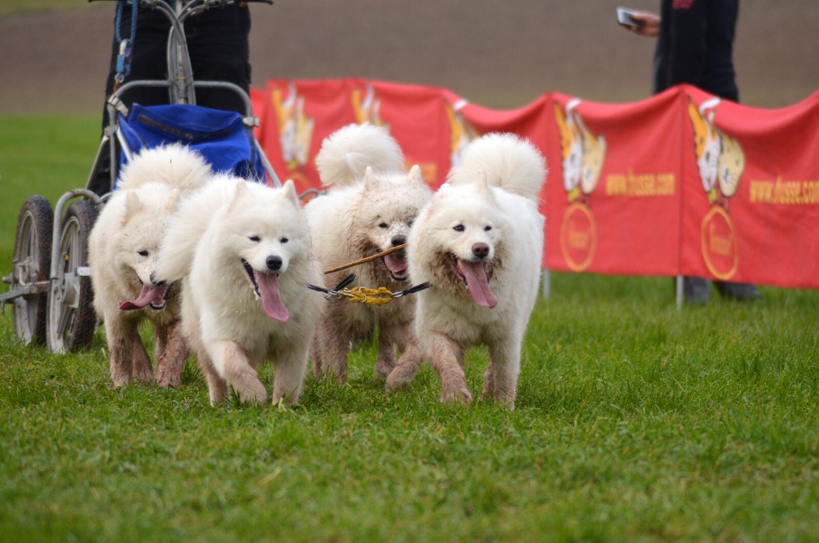 Nikon D5100 sample photo. Samoyed, sled dog, snow photography