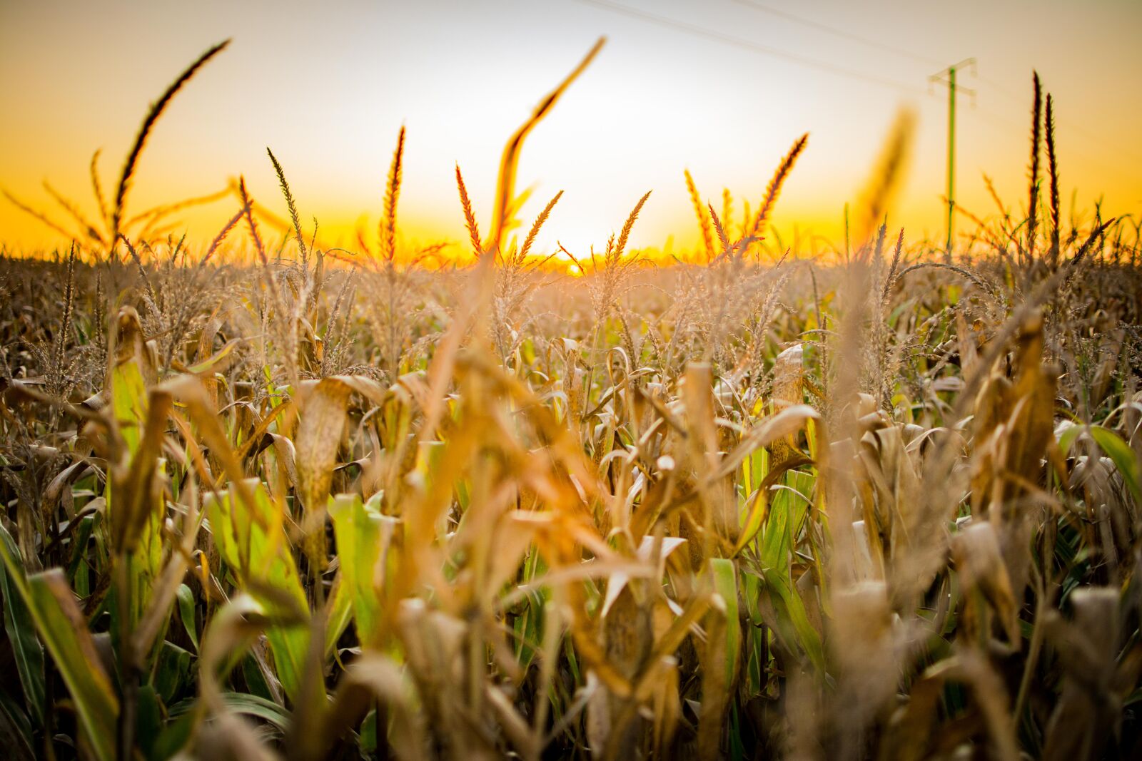 Nikon D7100 sample photo. Corn, field, sunset photography