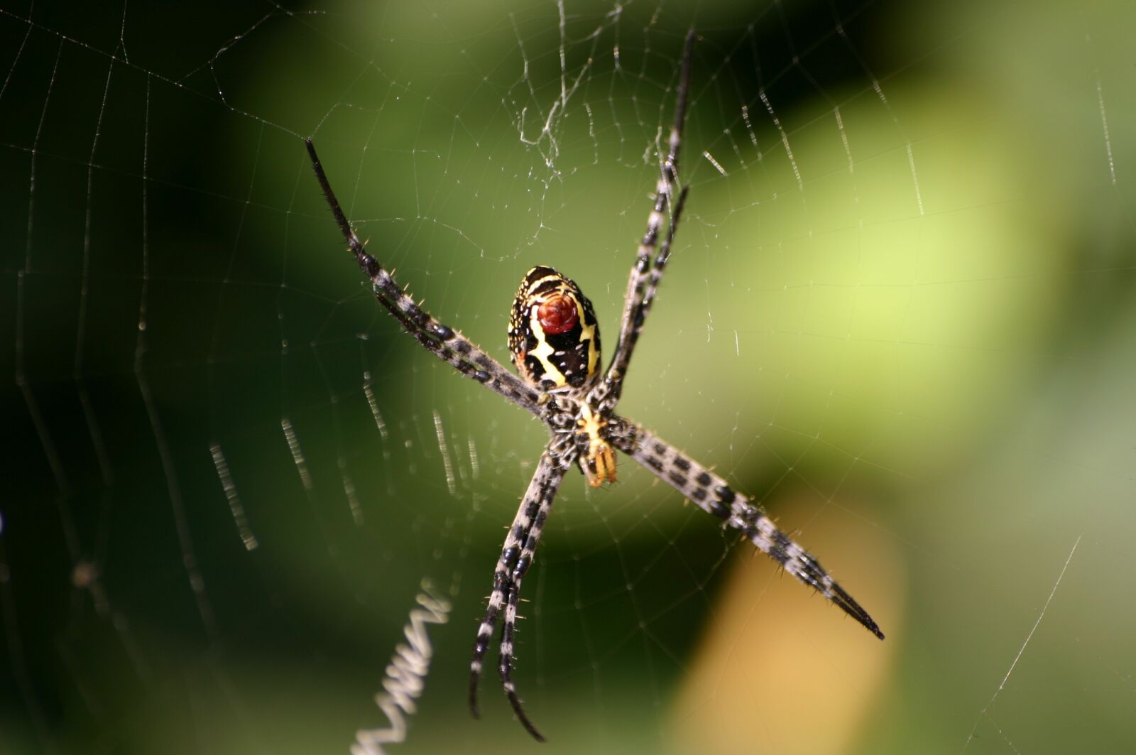 Canon EOS 300D (EOS Digital Rebel / EOS Kiss Digital) sample photo. Spider, the spider, nature photography