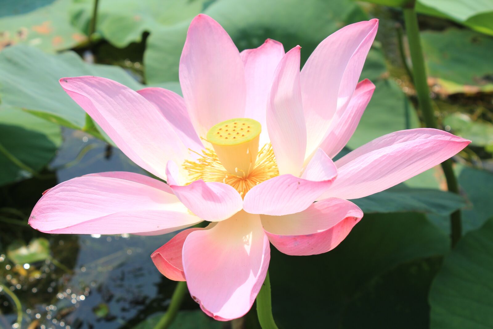 Canon EOS 600D (Rebel EOS T3i / EOS Kiss X5) sample photo. Baiyangdian, water, pond photography