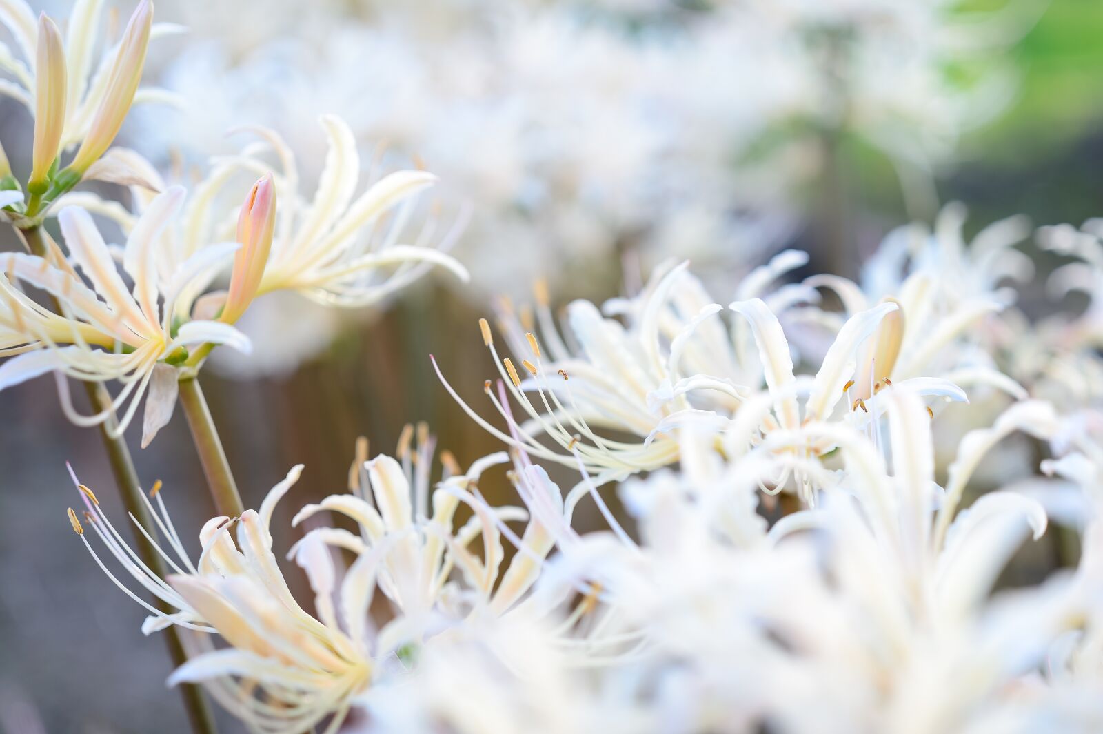 Nikon Df sample photo. Garden, flowers, white spider photography