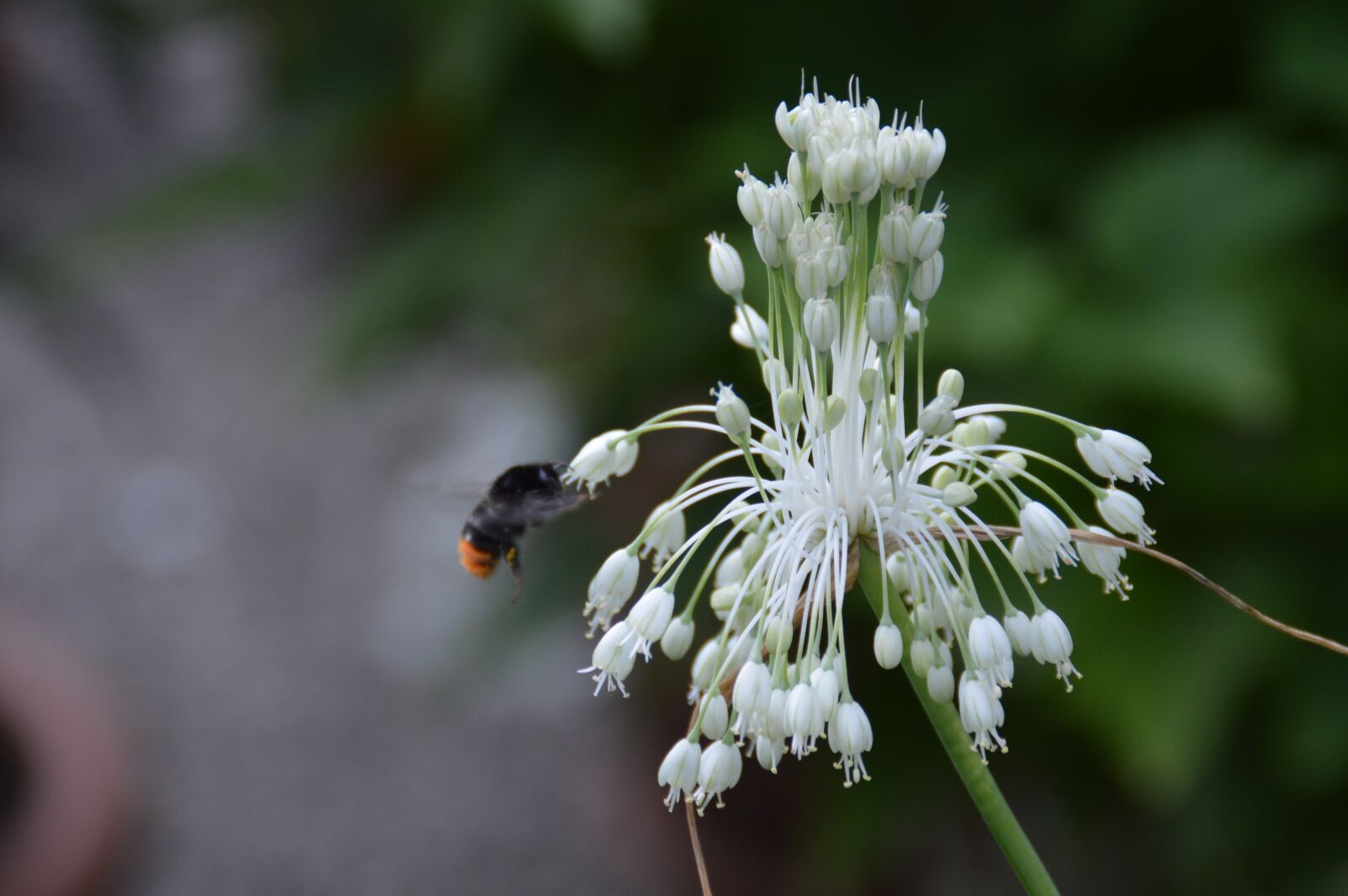 Nikon D3200 sample photo. Flowers, spring, nature photography