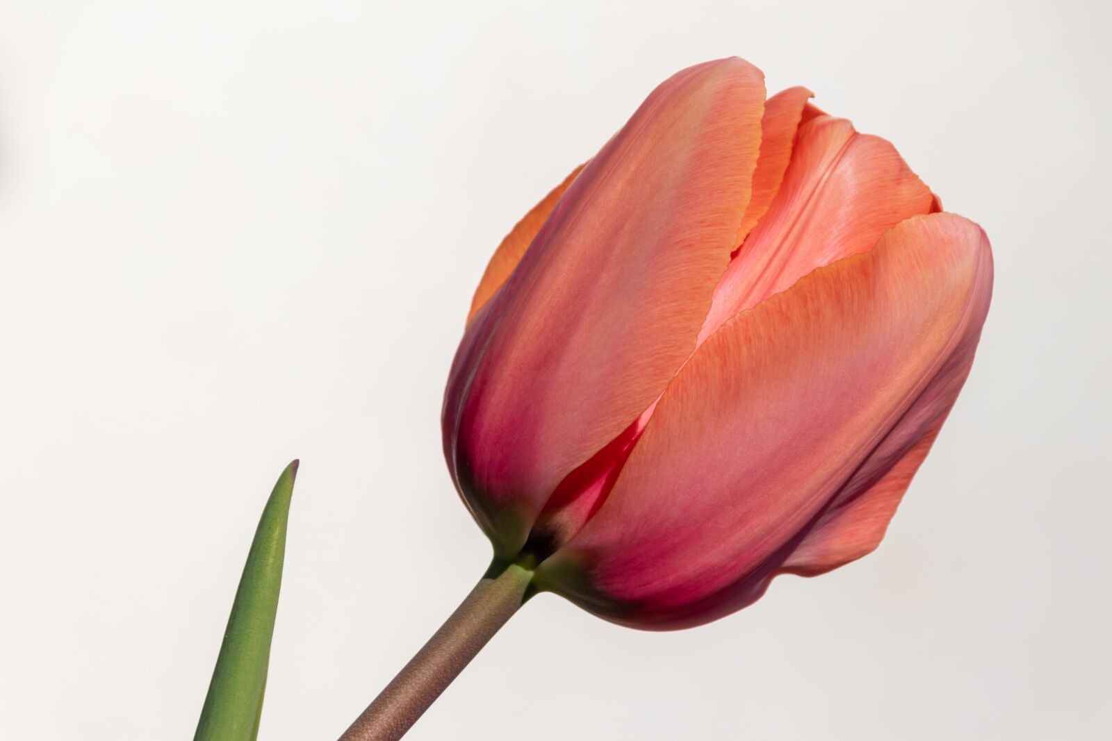 Canon EOS 80D sample photo. Tulip, apricot, close up photography
