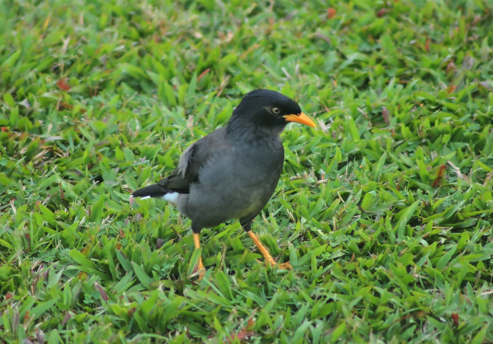 Tokina SD 400mm f/5.6 sample photo. Javan myna, outdoor, wild photography