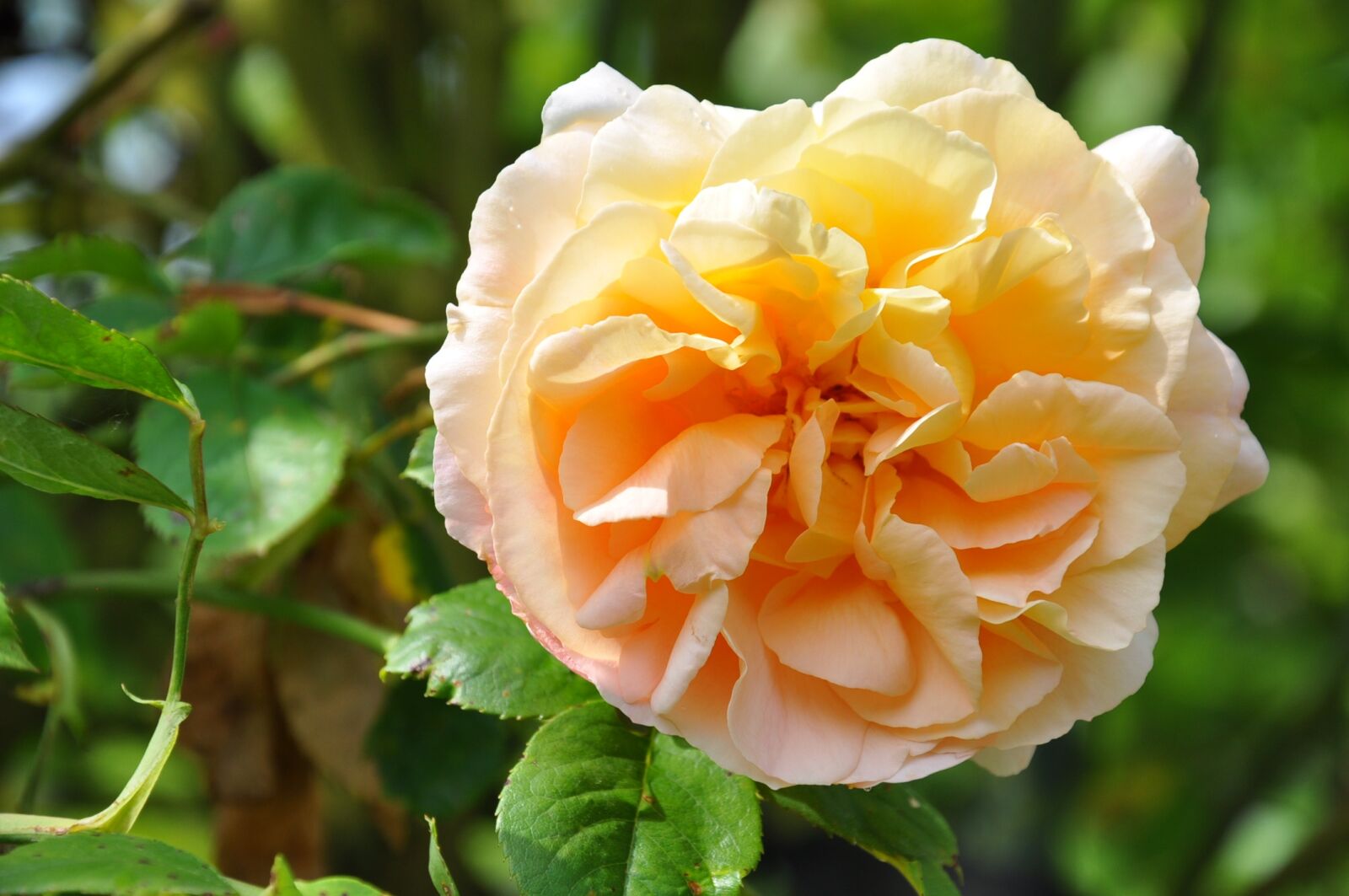 Nikon D90 sample photo. Pink, flower, pink flower photography