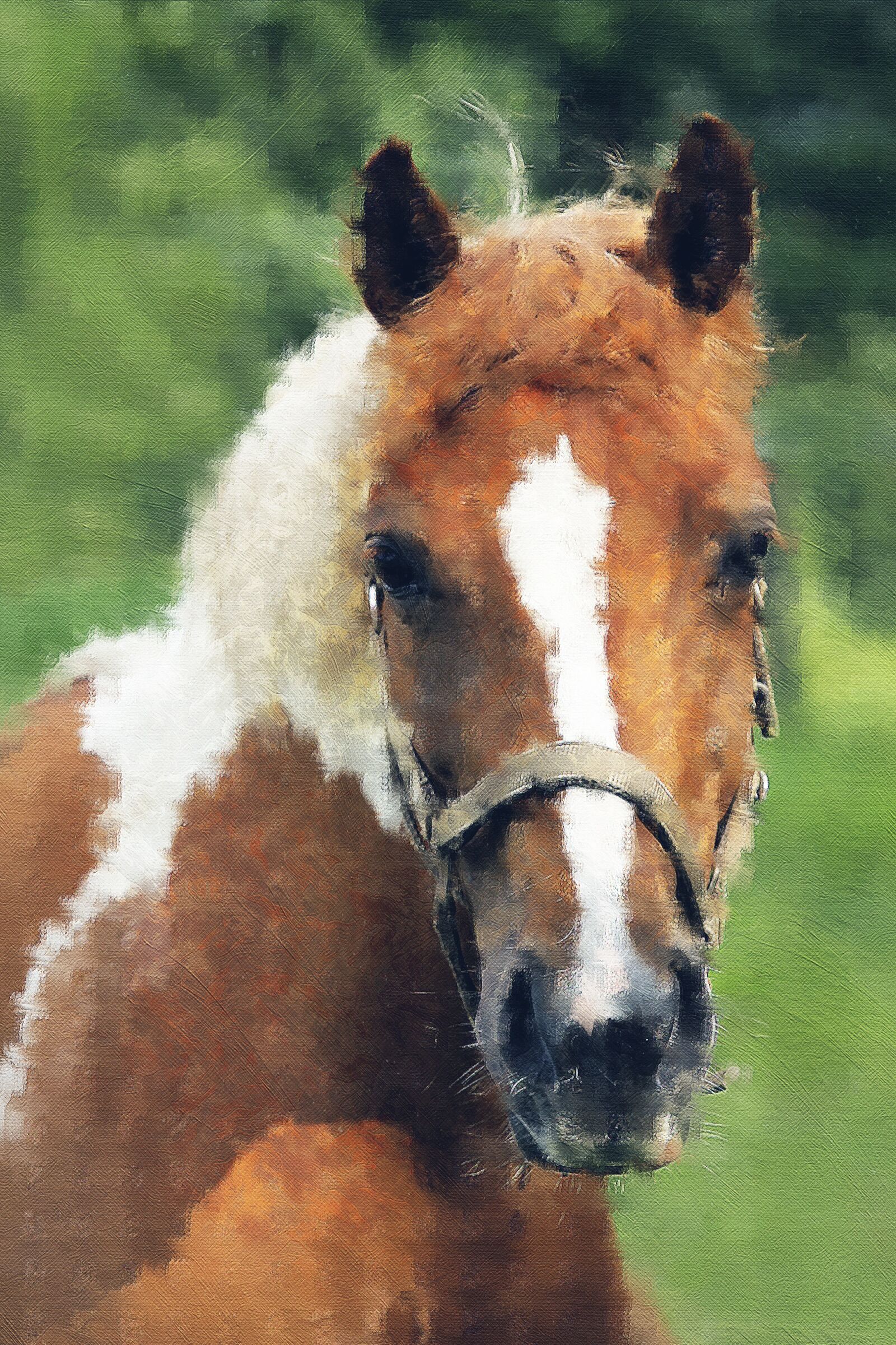 Canon EOS 550D (EOS Rebel T2i / EOS Kiss X4) sample photo. Animal, horse, portrait of photography