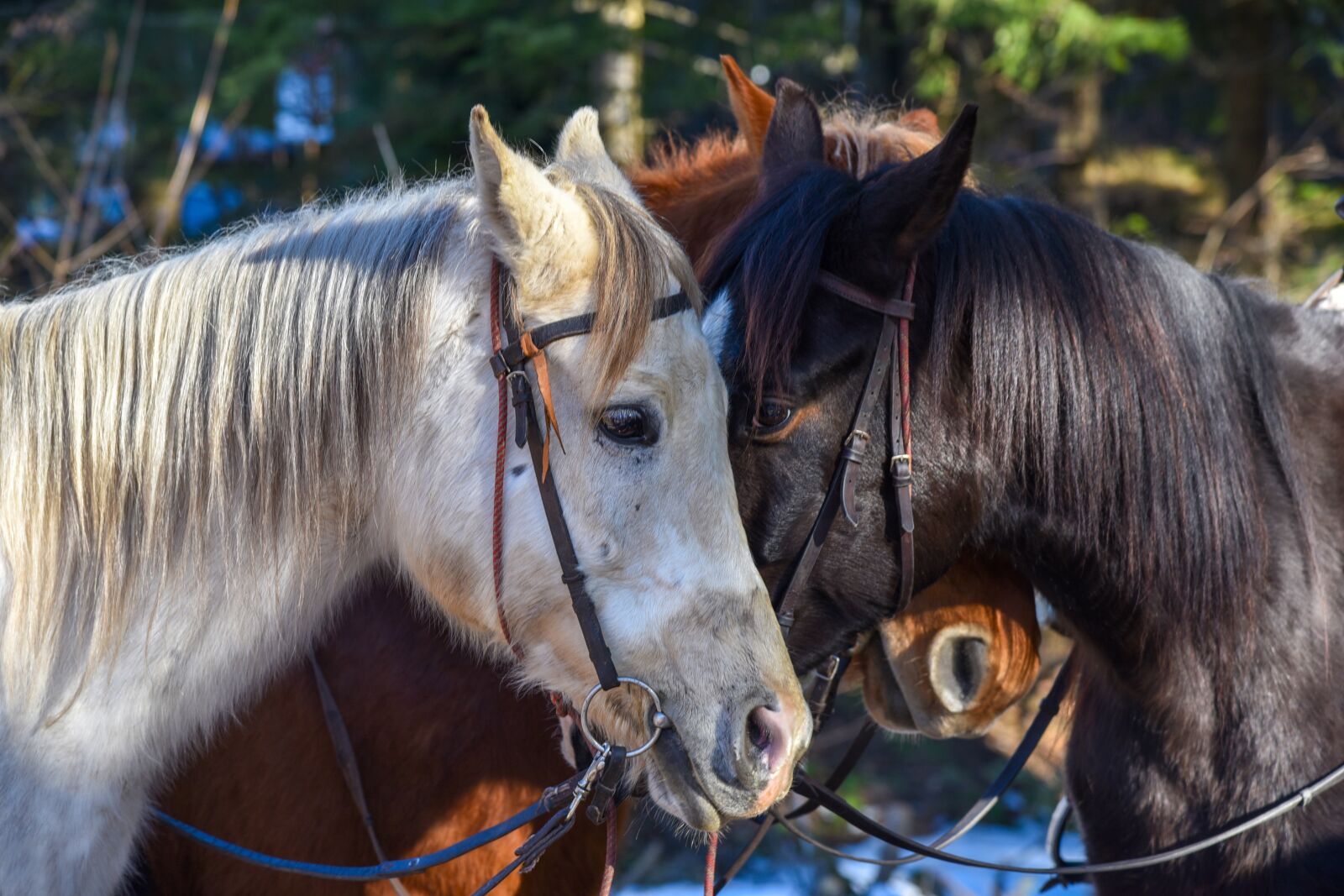 Nikon D750 sample photo. Horse, stallion, nature photography