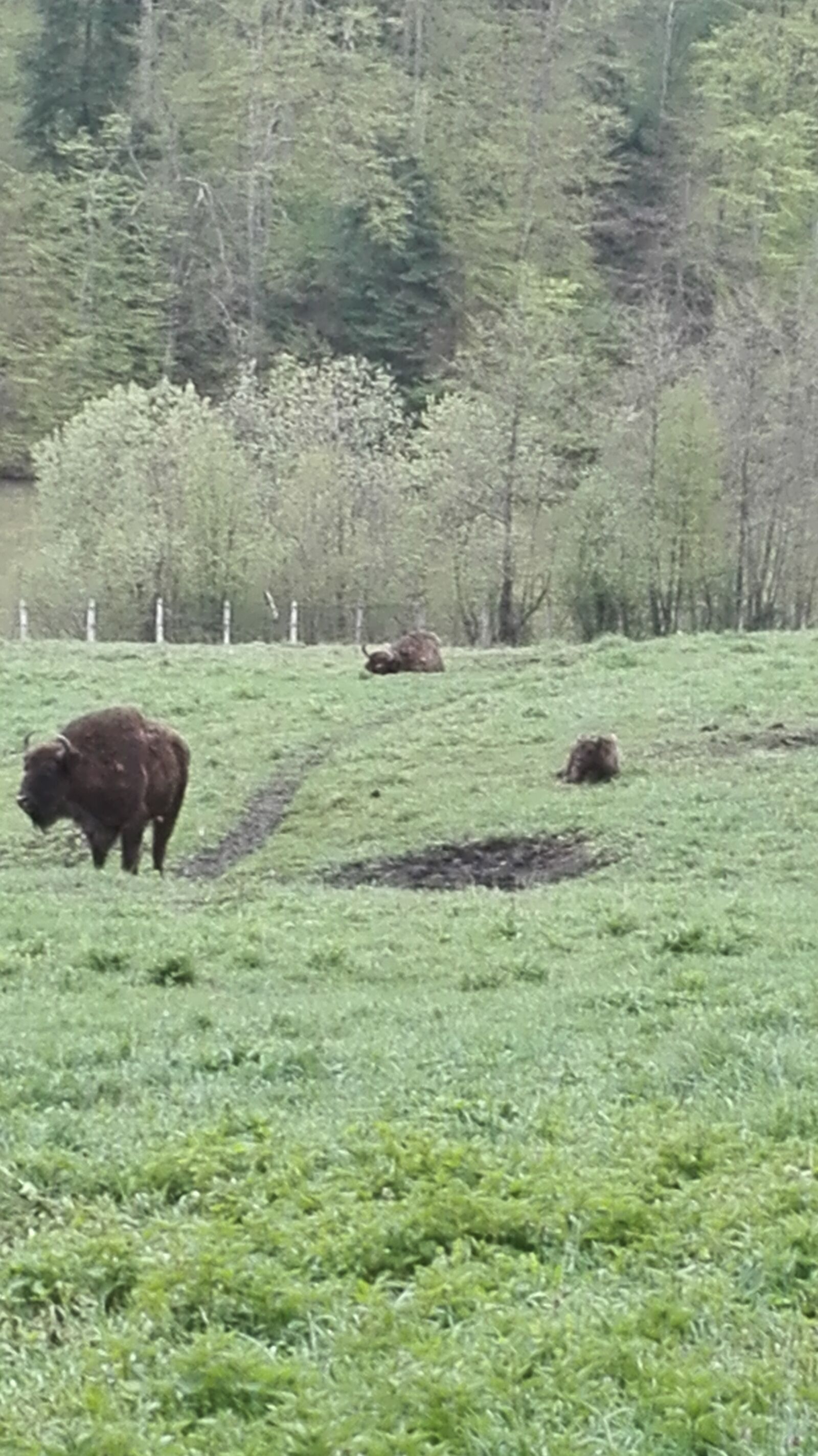 HUAWEI P8 Lite sample photo. Bison, nature, animals photography