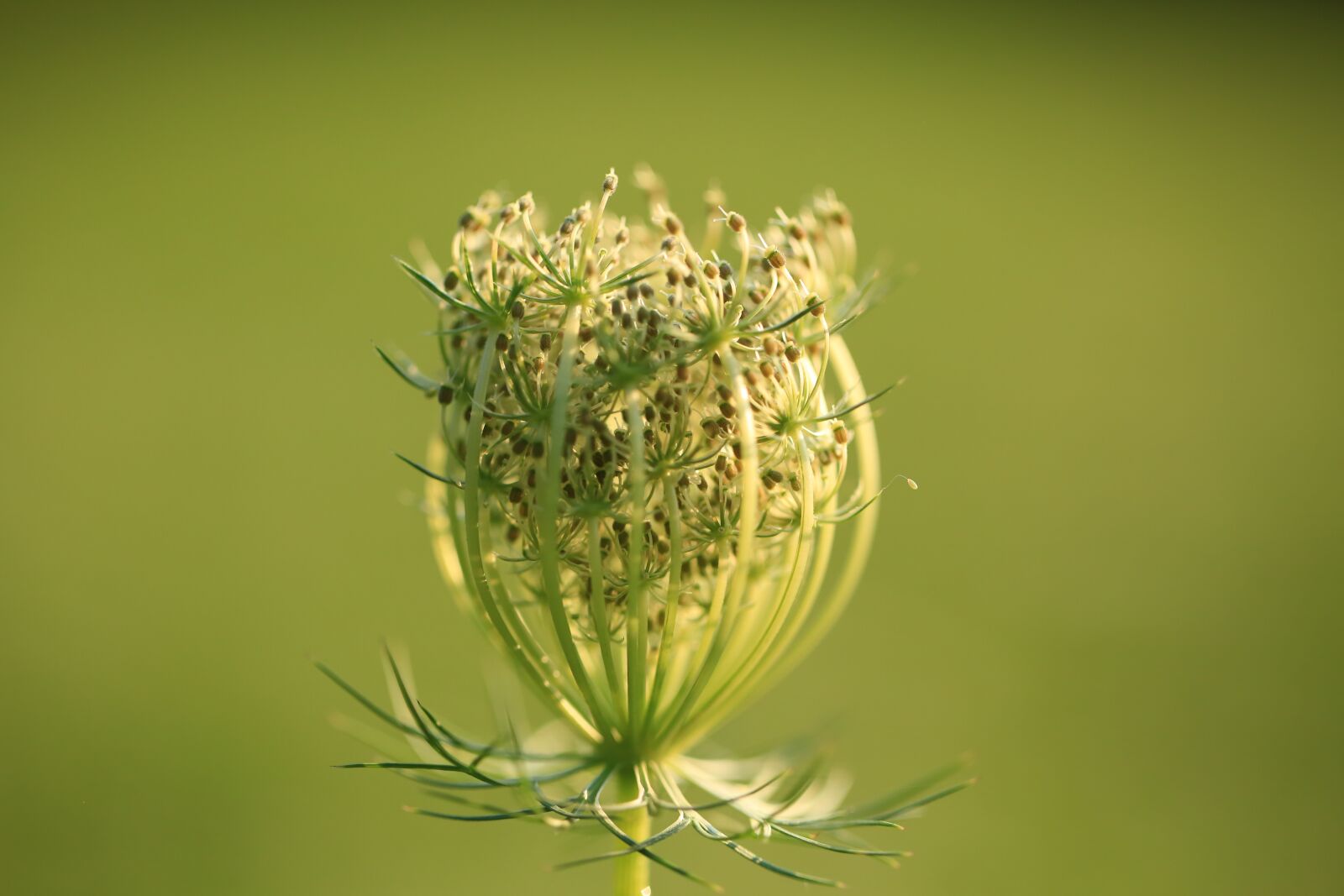 Canon EF 100mm F2.8L Macro IS USM sample photo. Plant, pollen, flower photography