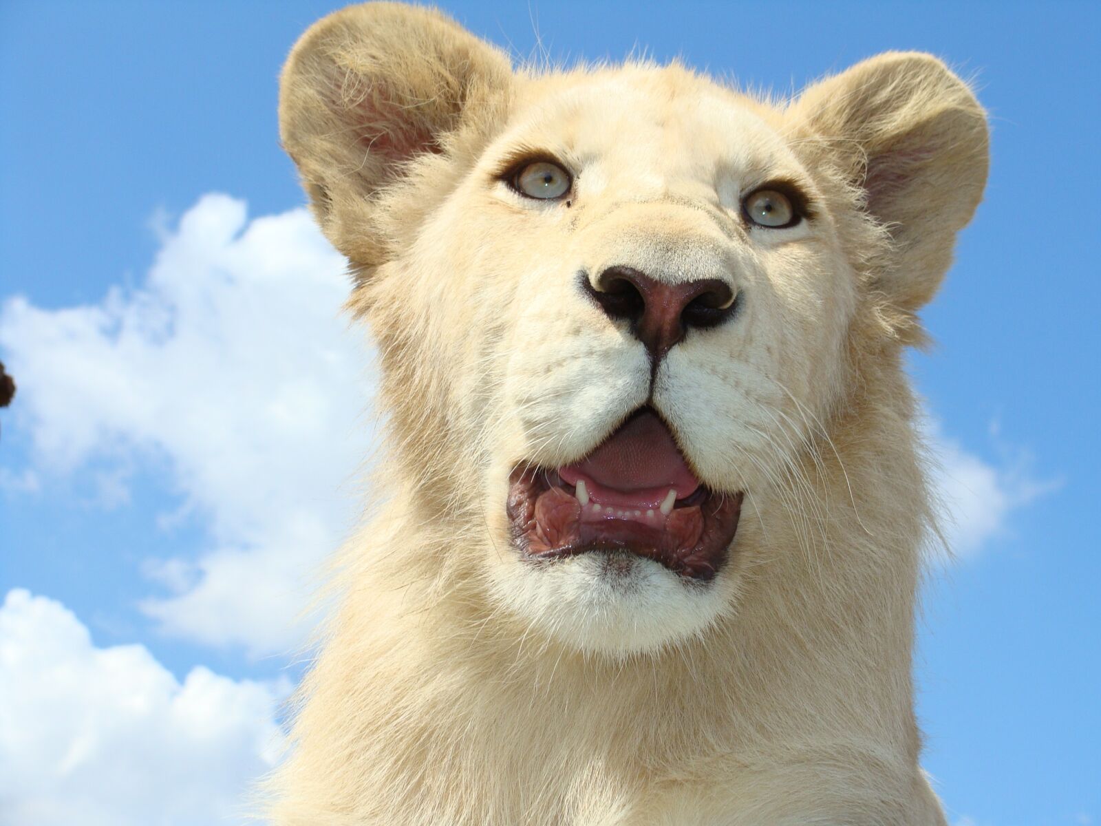 Sony Cyber-shot DSC-H10 sample photo. White lion, male, dangerous photography