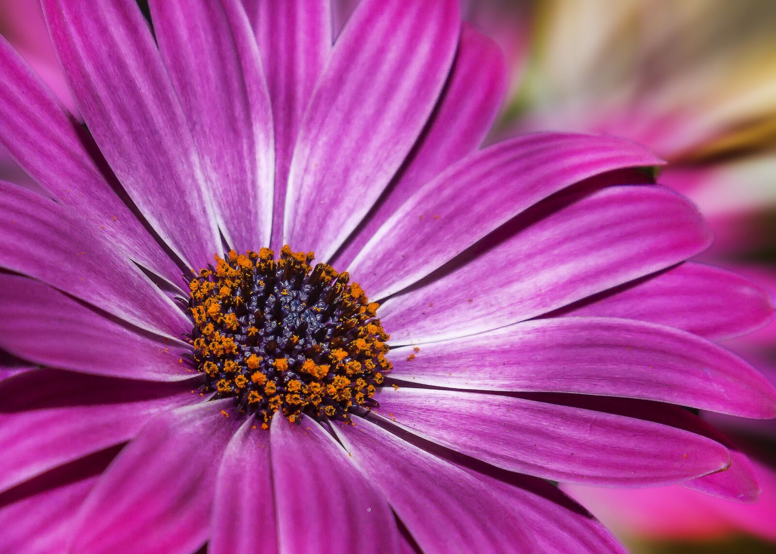 Canon EOS 50D sample photo. Cosmea, flower, plant photography