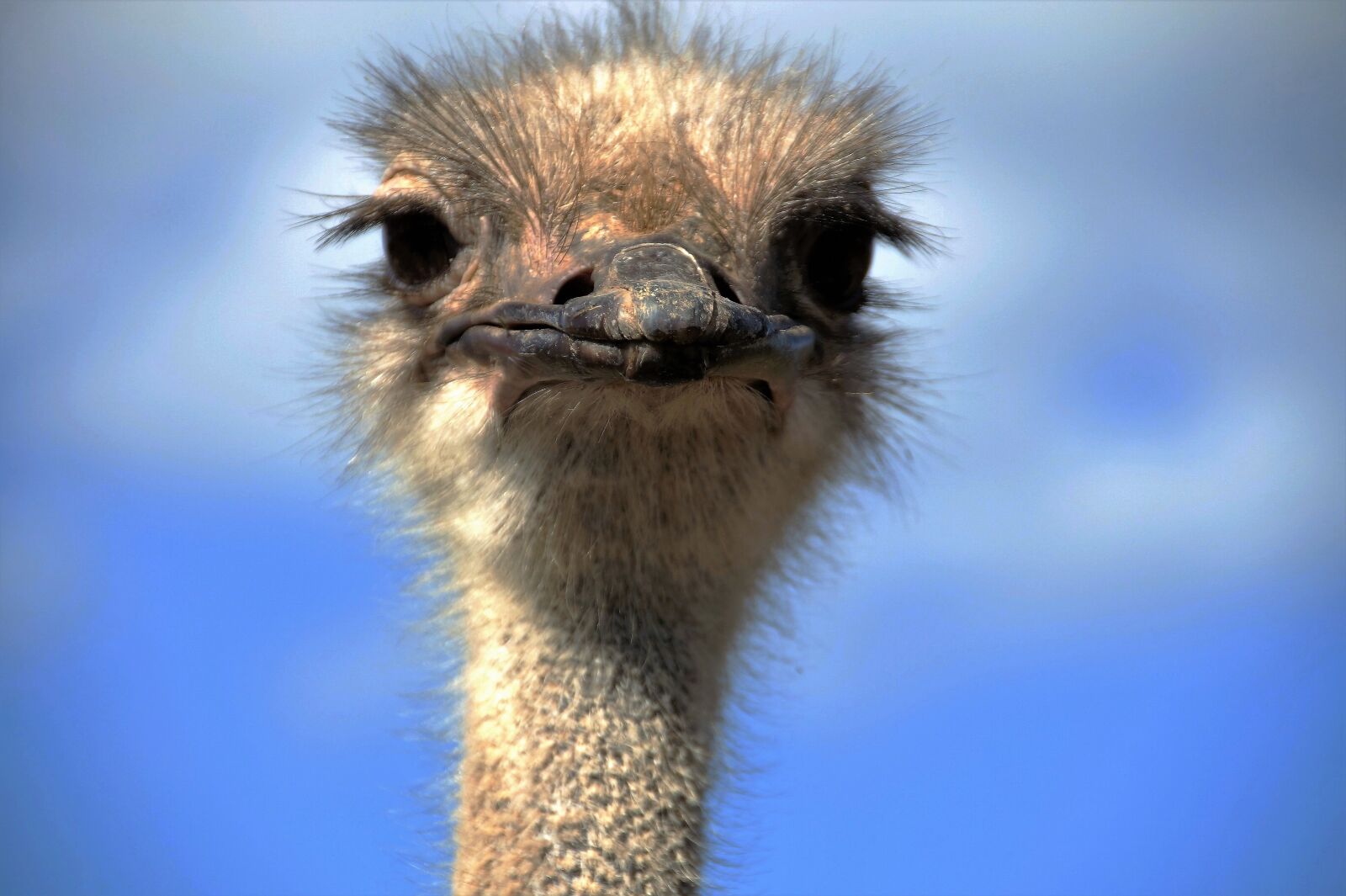 Sony SLT-A58 sample photo. The ostrich, ostrich head photography