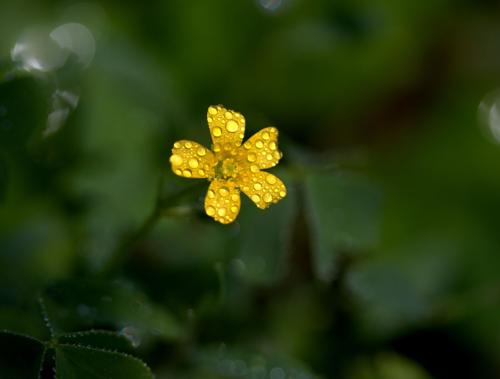 Canon EOS 7D Mark II sample photo. Flower, yellow, clover photography