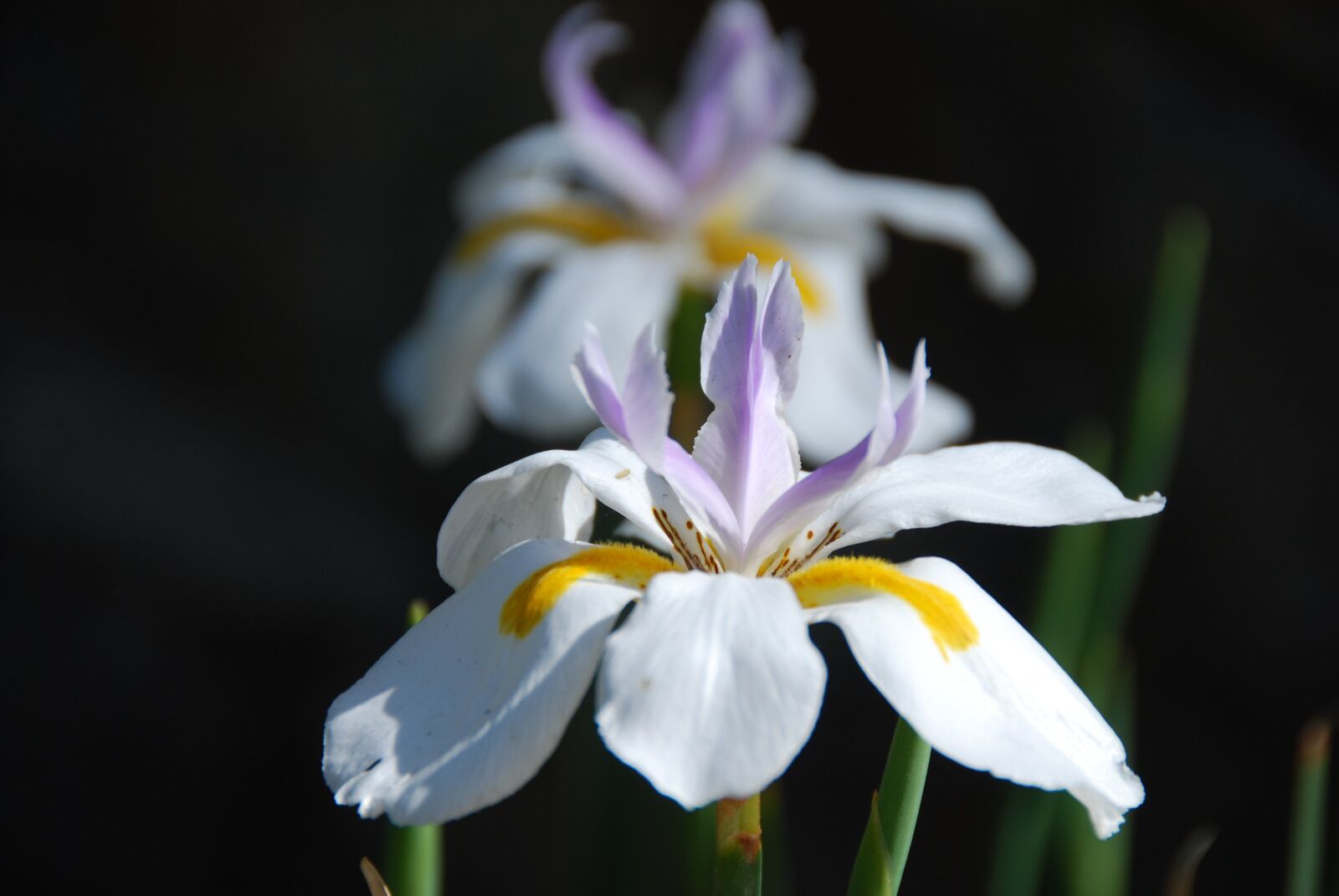 Nikon D60 sample photo. Iris, flower, double photography