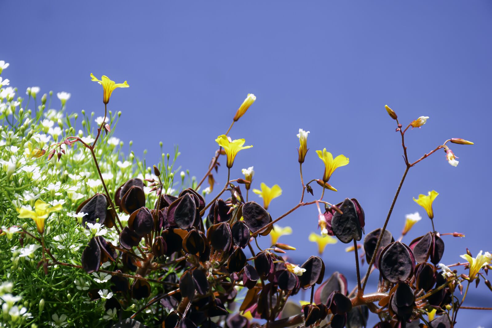 Nikon D5600 sample photo. Flowers, leaves, summer photography