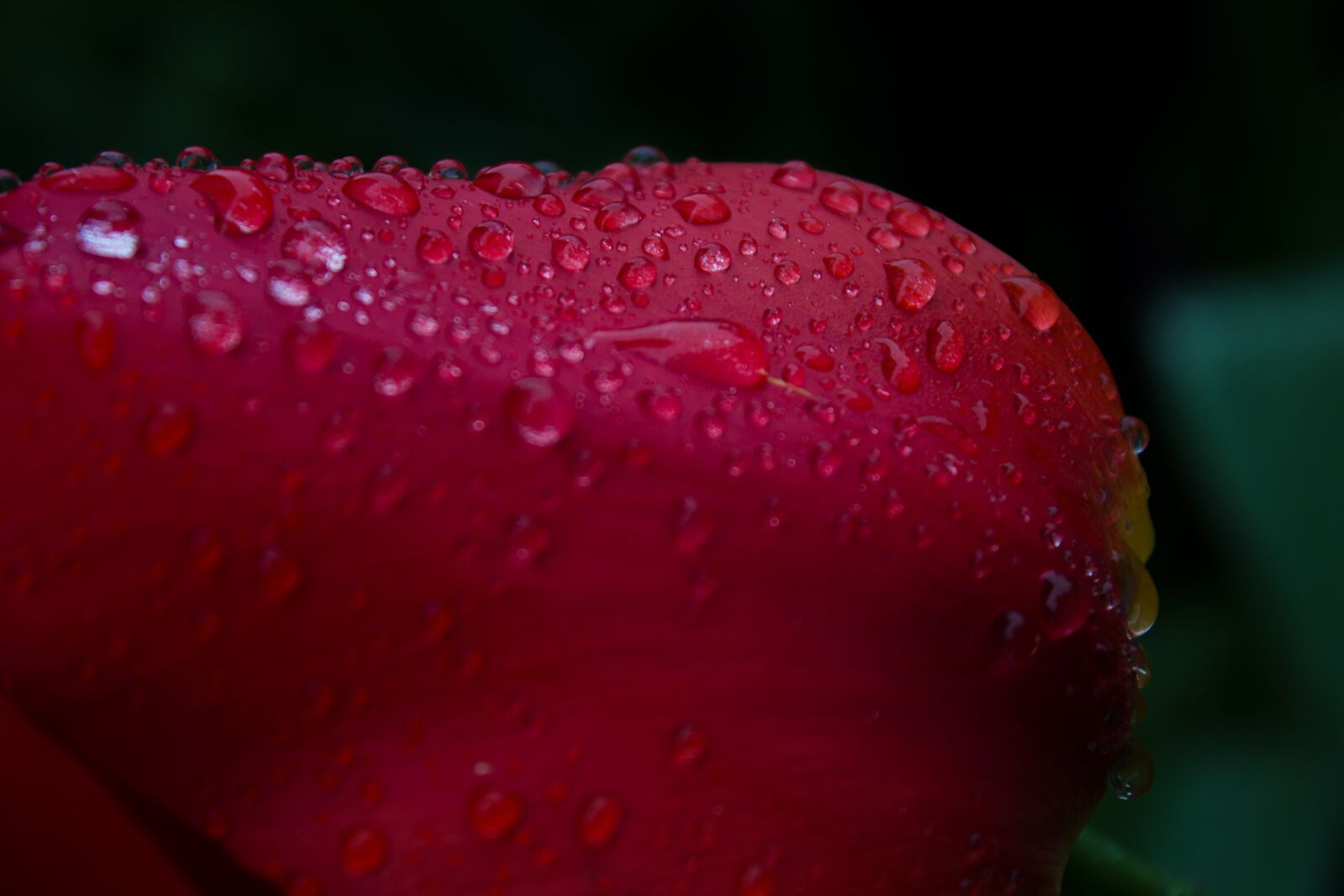 Canon EOS 600D (Rebel EOS T3i / EOS Kiss X5) sample photo. Tulip, drip, rain photography