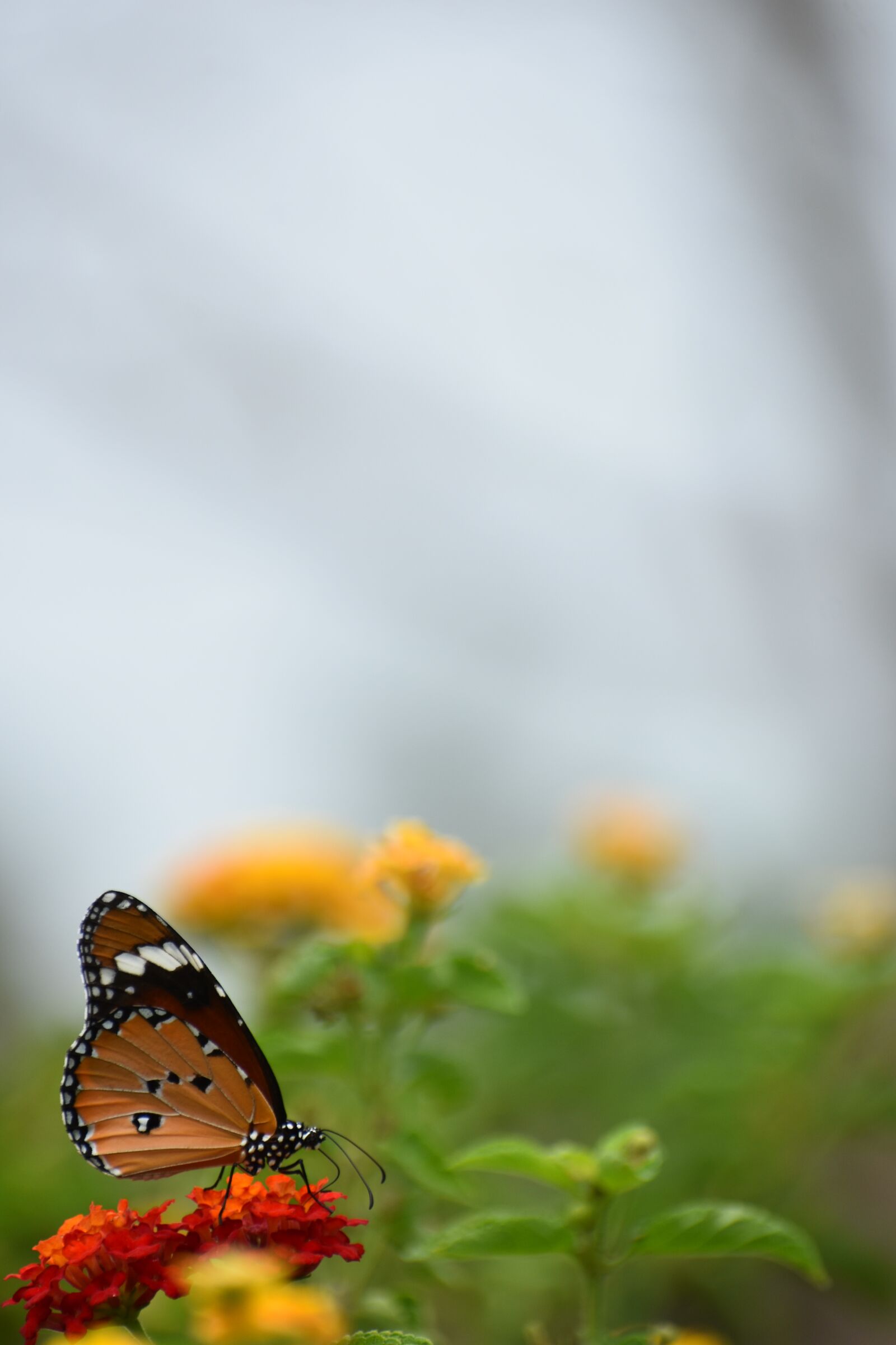 Nikon D3400 sample photo. Batterfly, natare, flowers photography