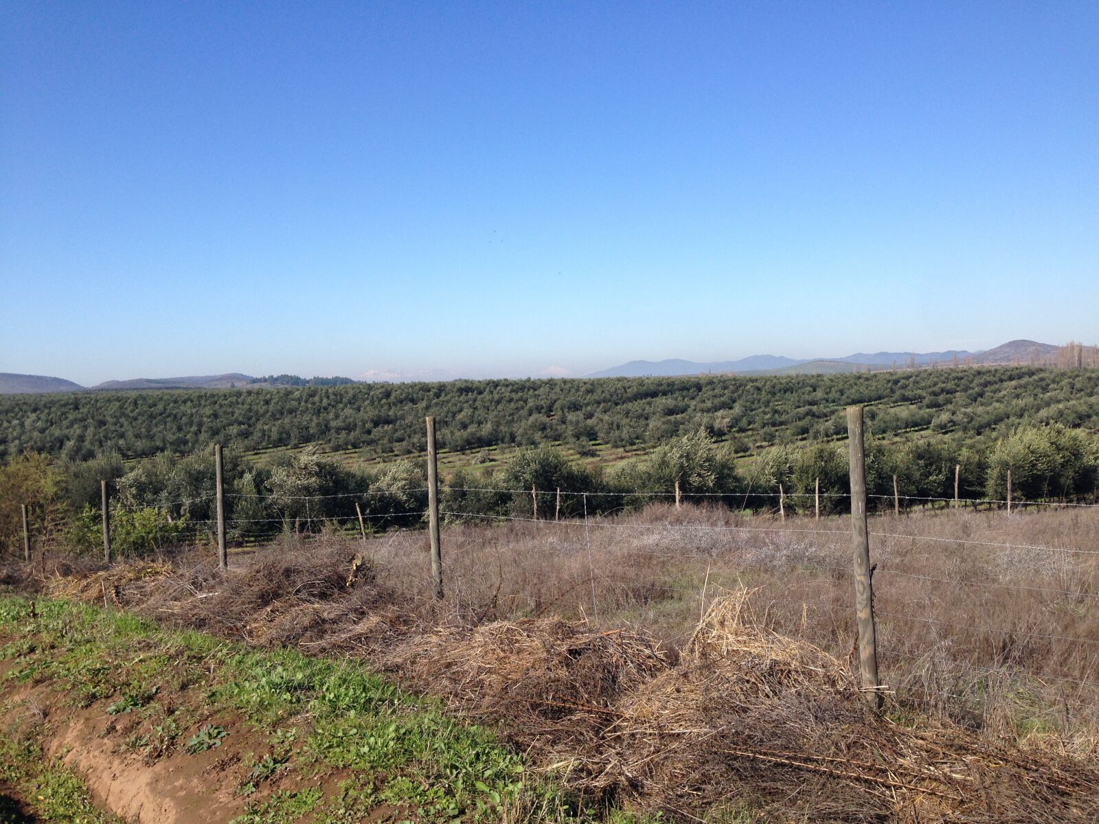 iPhone 5 back camera 4.12mm f/2.4 sample photo. Field, pencahue, planting photography