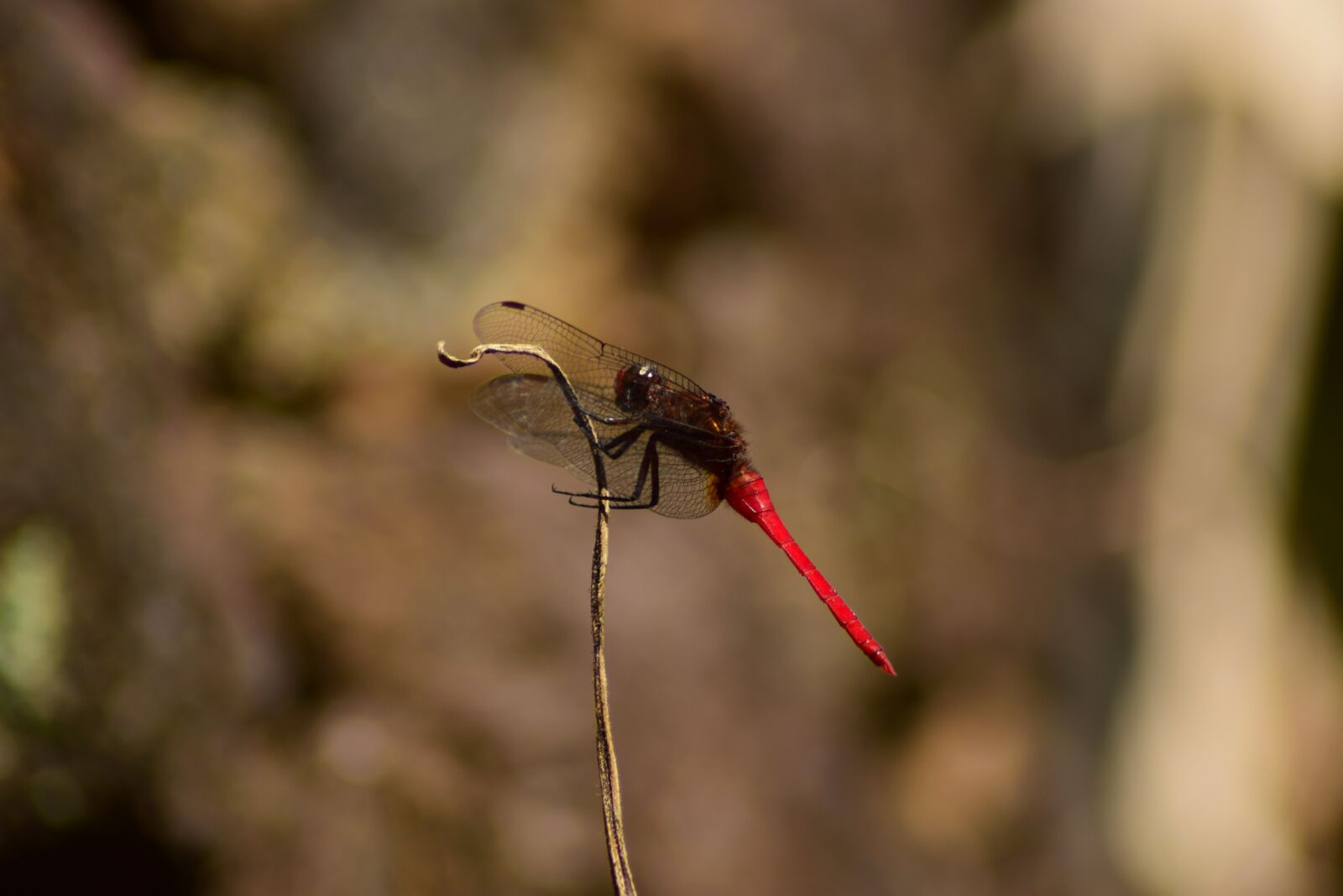 Nikon D3300 sample photo. Dragonfly, nature, insect photography