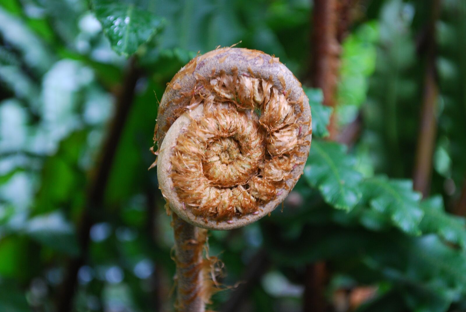 Nikon D40X sample photo. Fern, leaf, plant photography