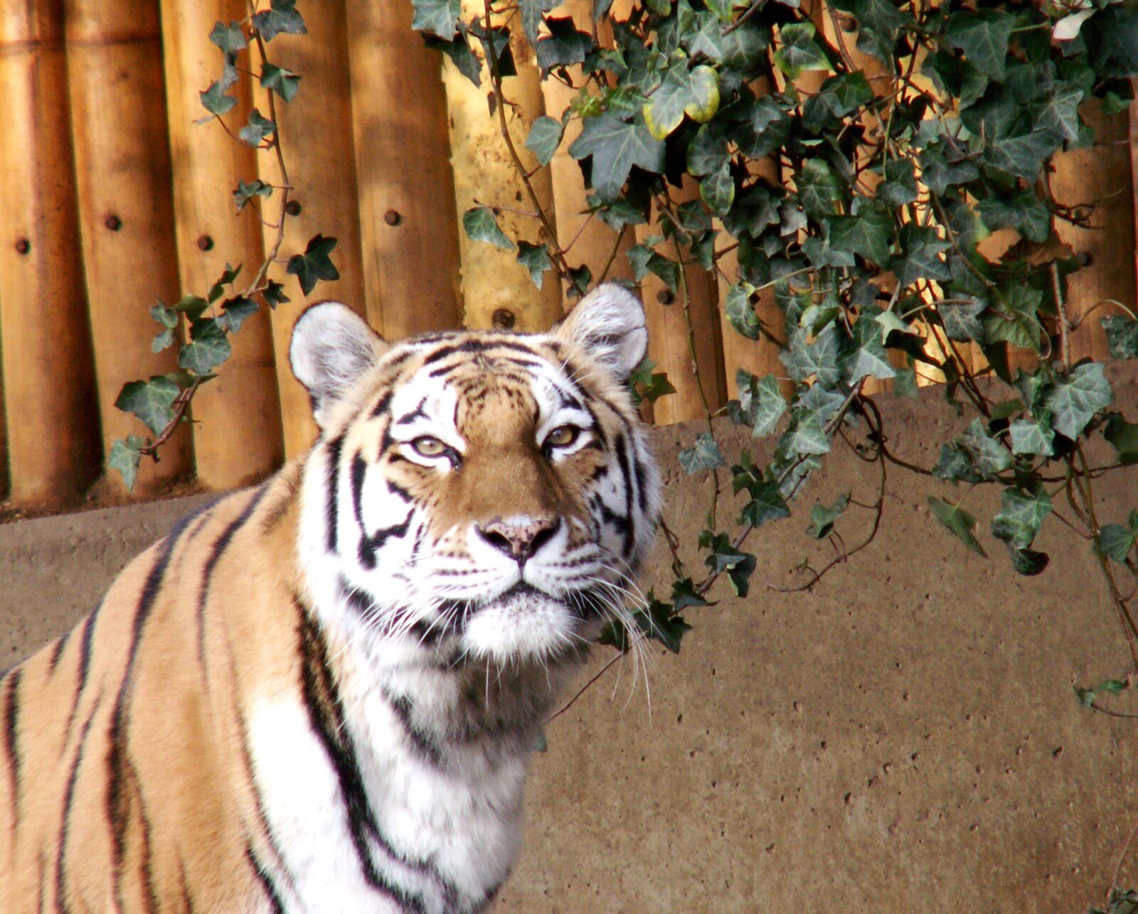 KONICA MINOLTA DiMAGE Z6 sample photo. Tiger, zoo, animals photography