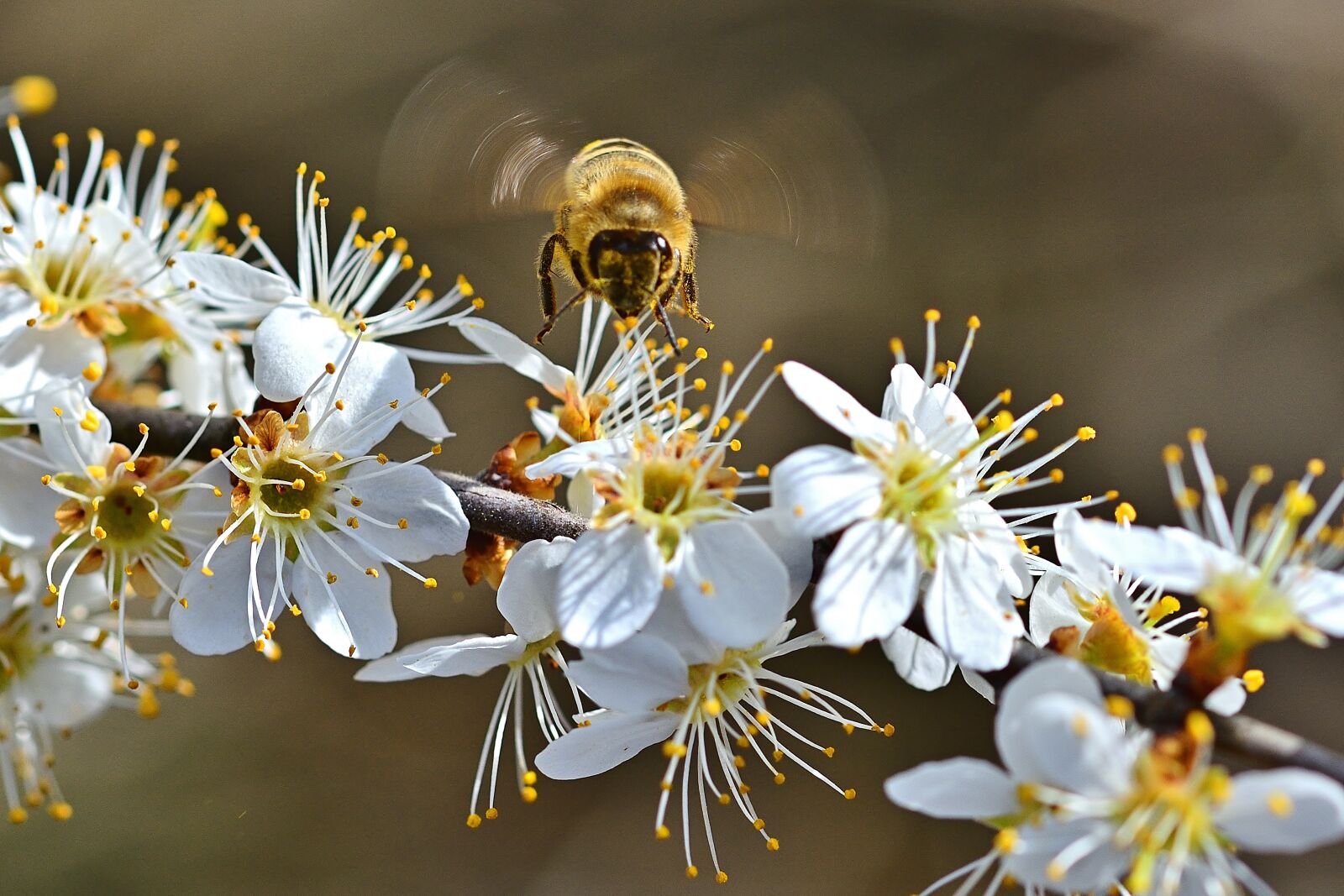 Nikon D5200 sample photo. Nature, spring, bombyliidae photography