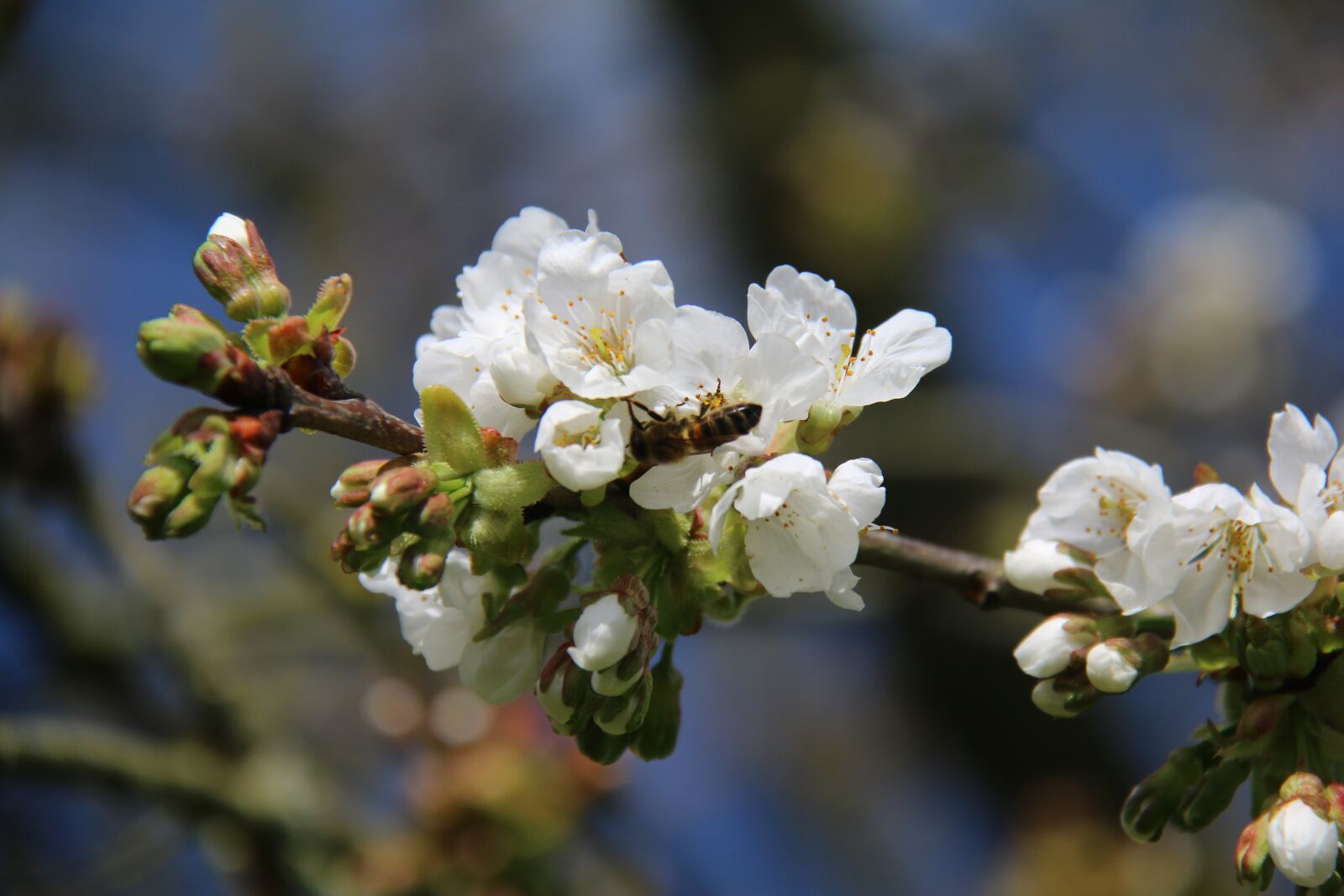 Canon EF-S 18-200mm F3.5-5.6 IS sample photo. Bee, cherry, tree photography