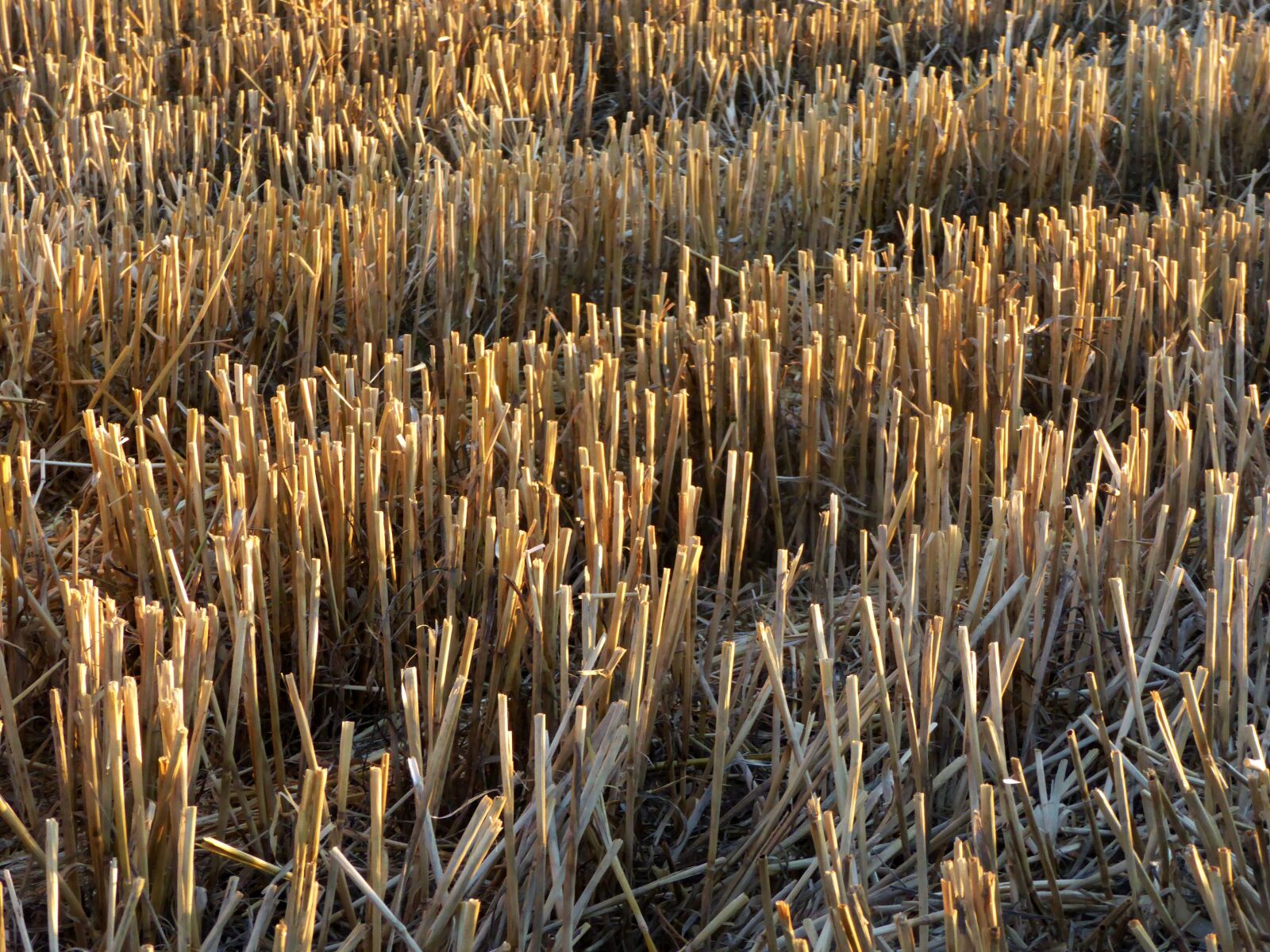 Panasonic DMC-TZ61 sample photo. "Harvest, straw, field" photography