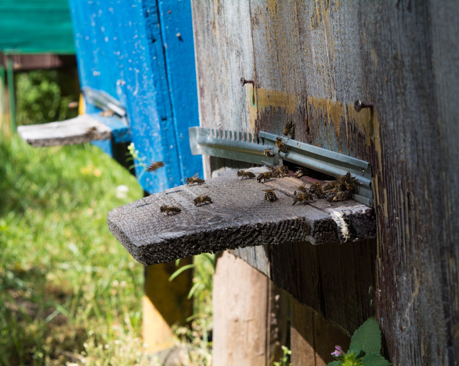 Nikon D5200 sample photo. Beehive, bees, honey photography