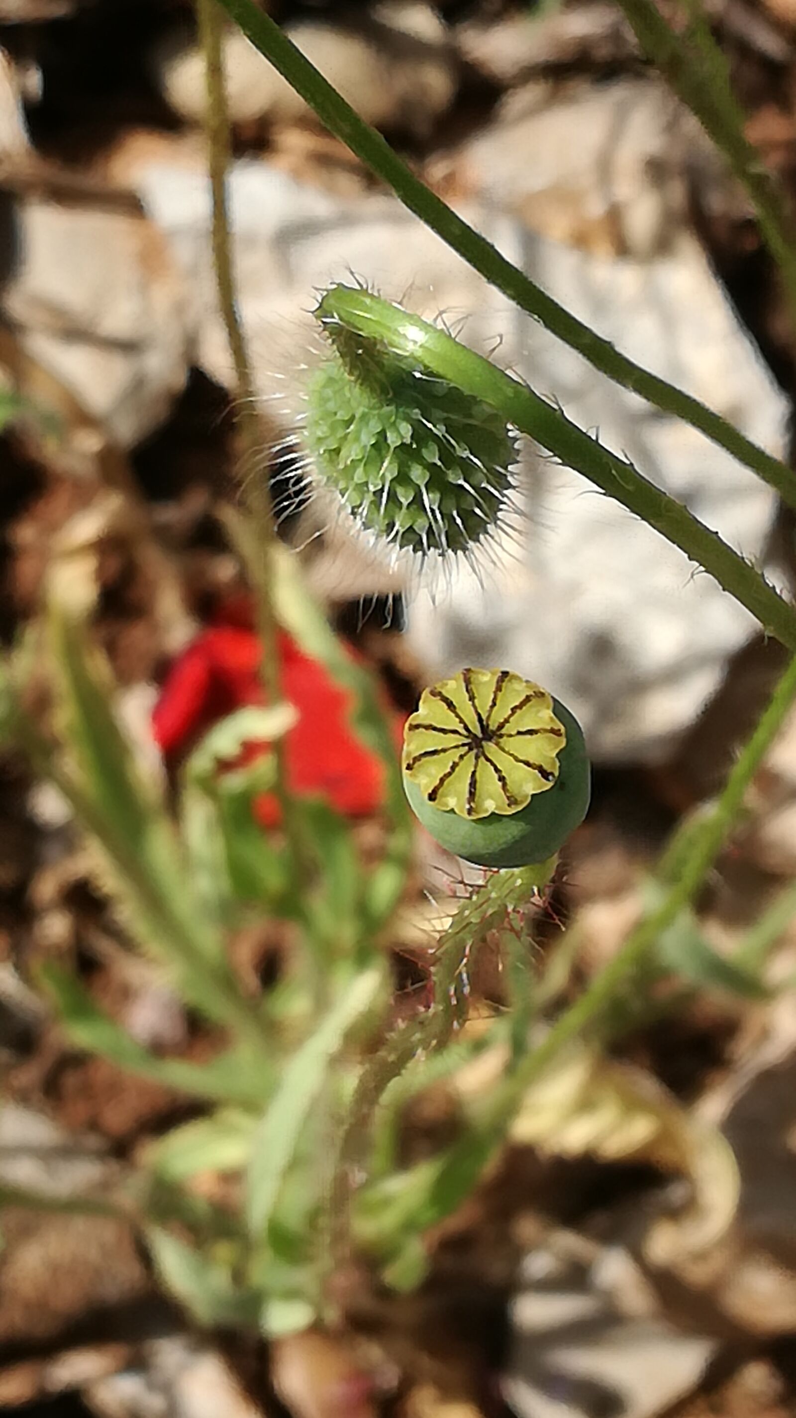 HUAWEI P9 LITE sample photo. Flower, nature, summer photography