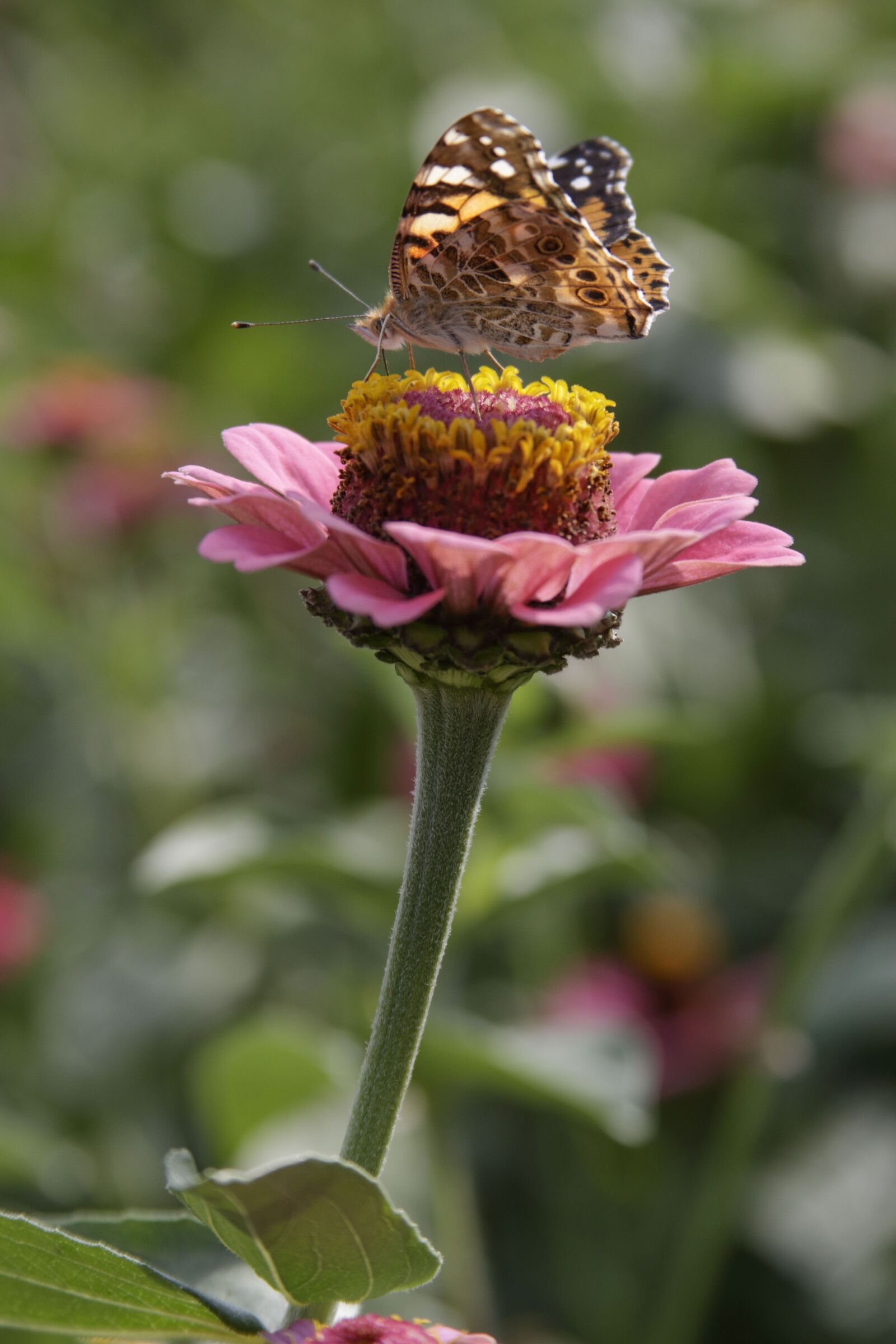 Canon EOS 50D sample photo. Flowers, butterfly, summer photography