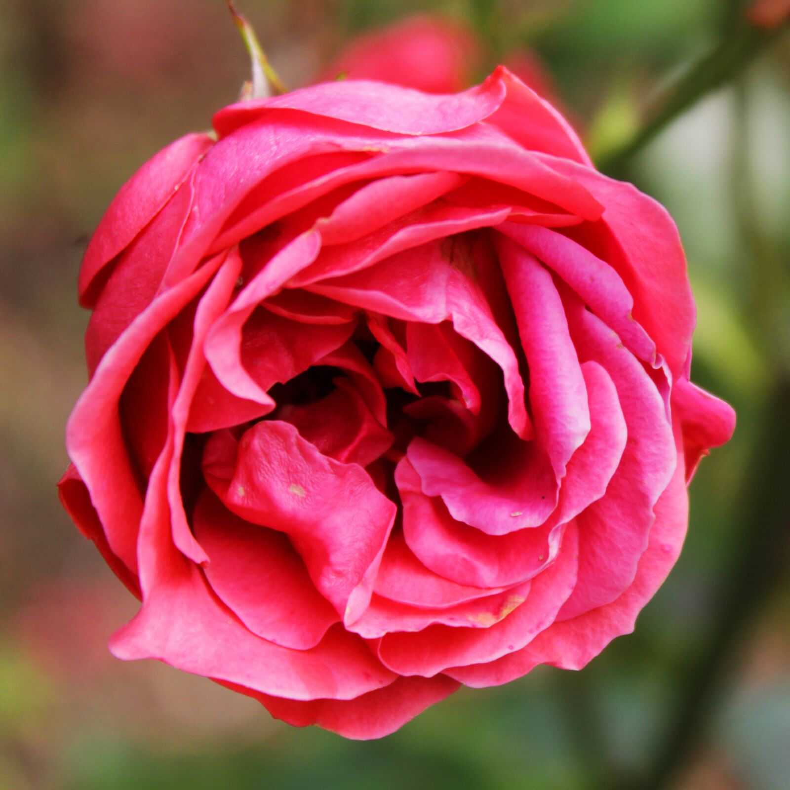 Canon EOS 4000D (EOS Rebel T100 / EOS 3000D) sample photo. Flower, closeup, nature photography
